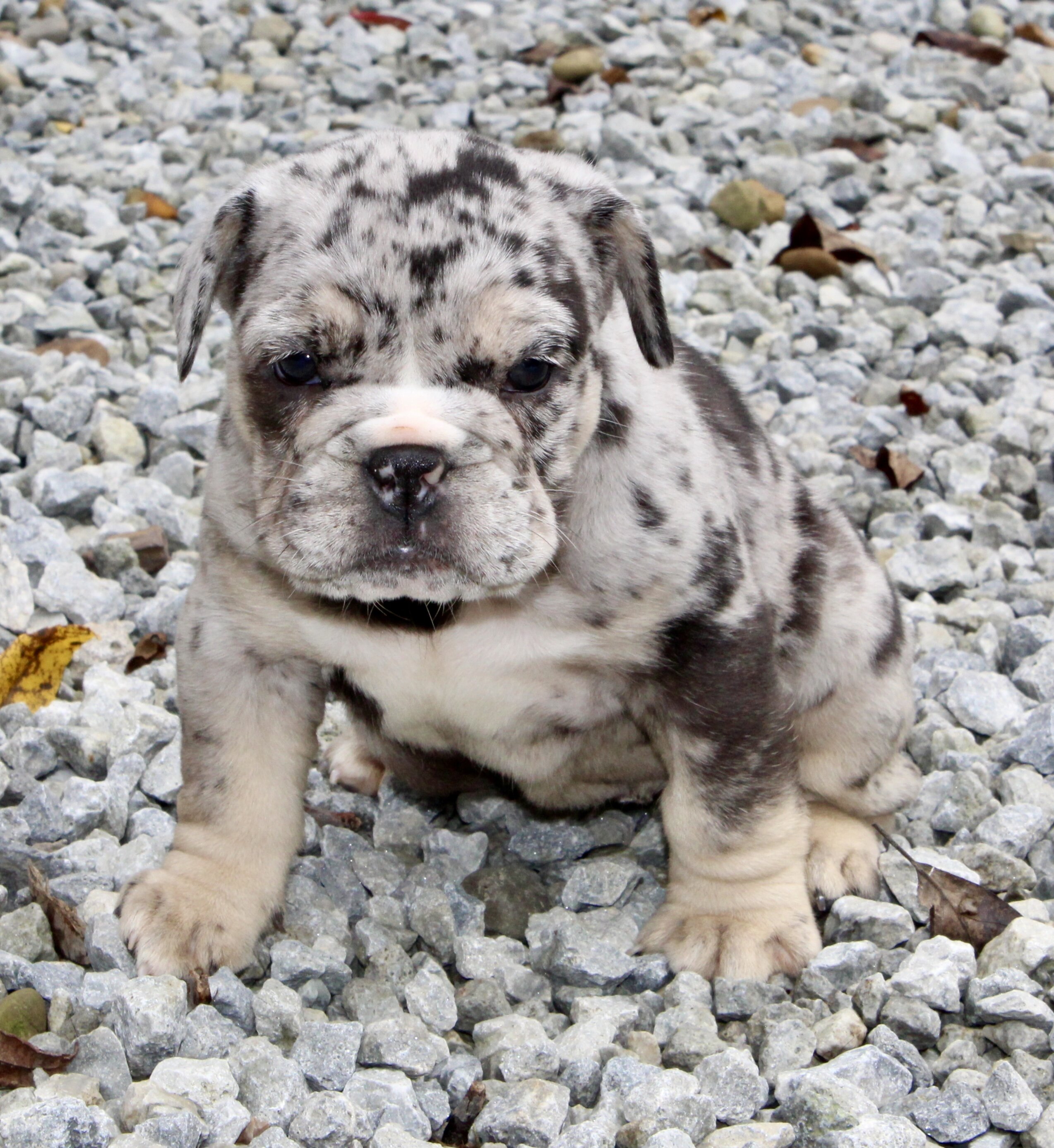 Birdie Female English Bulldog image 4