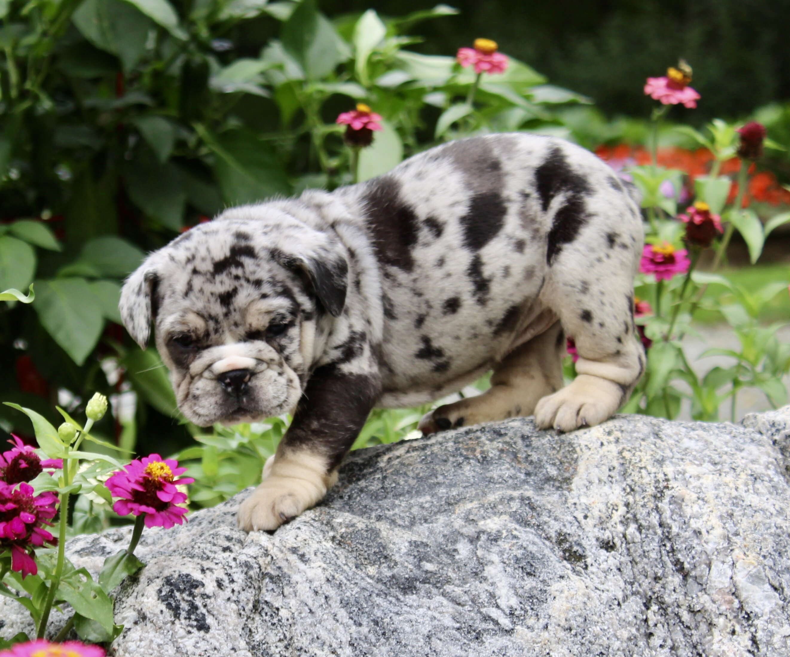 Birdie Female English Bulldog image 2