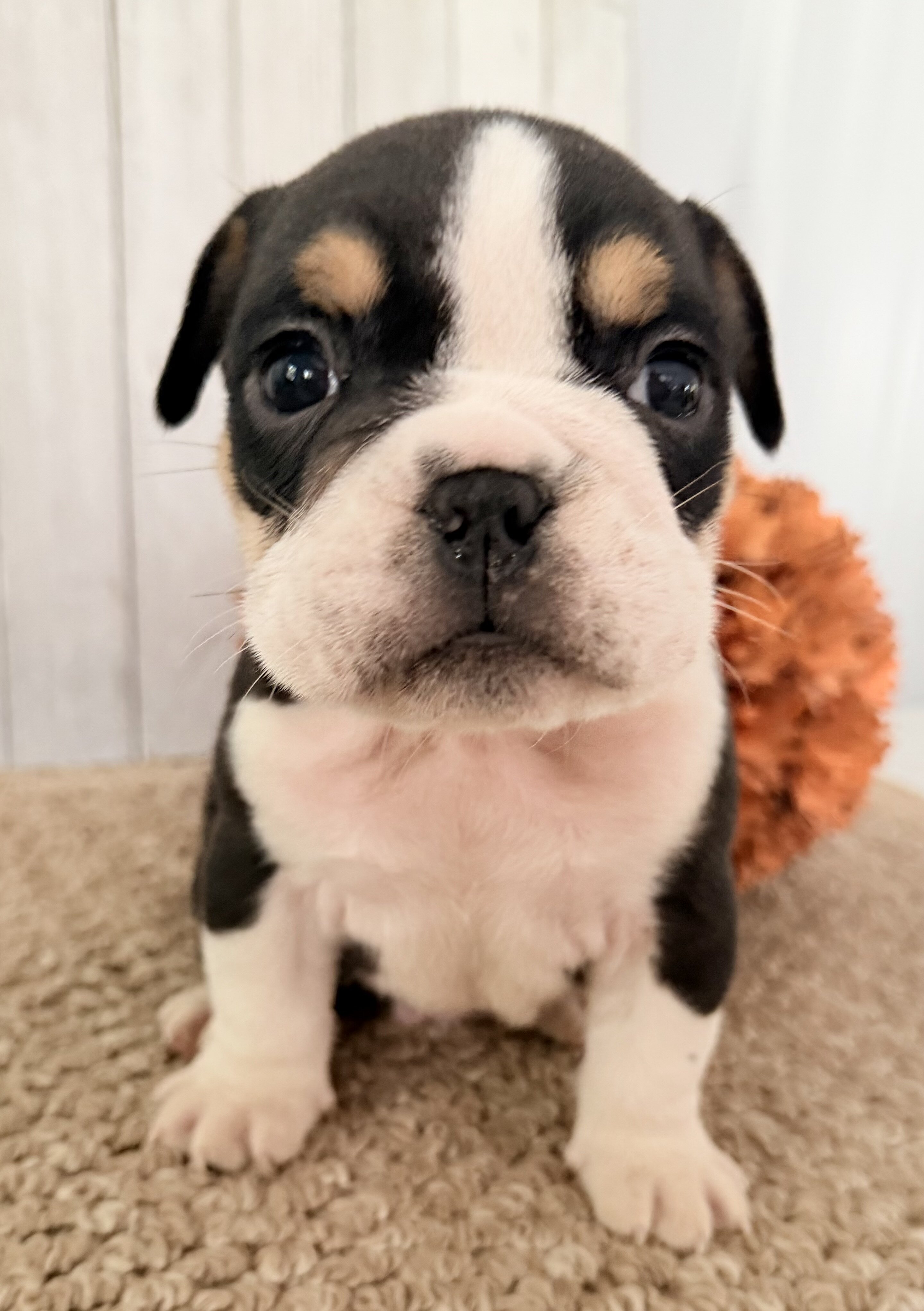 Brutus Male English Bulldog image 8