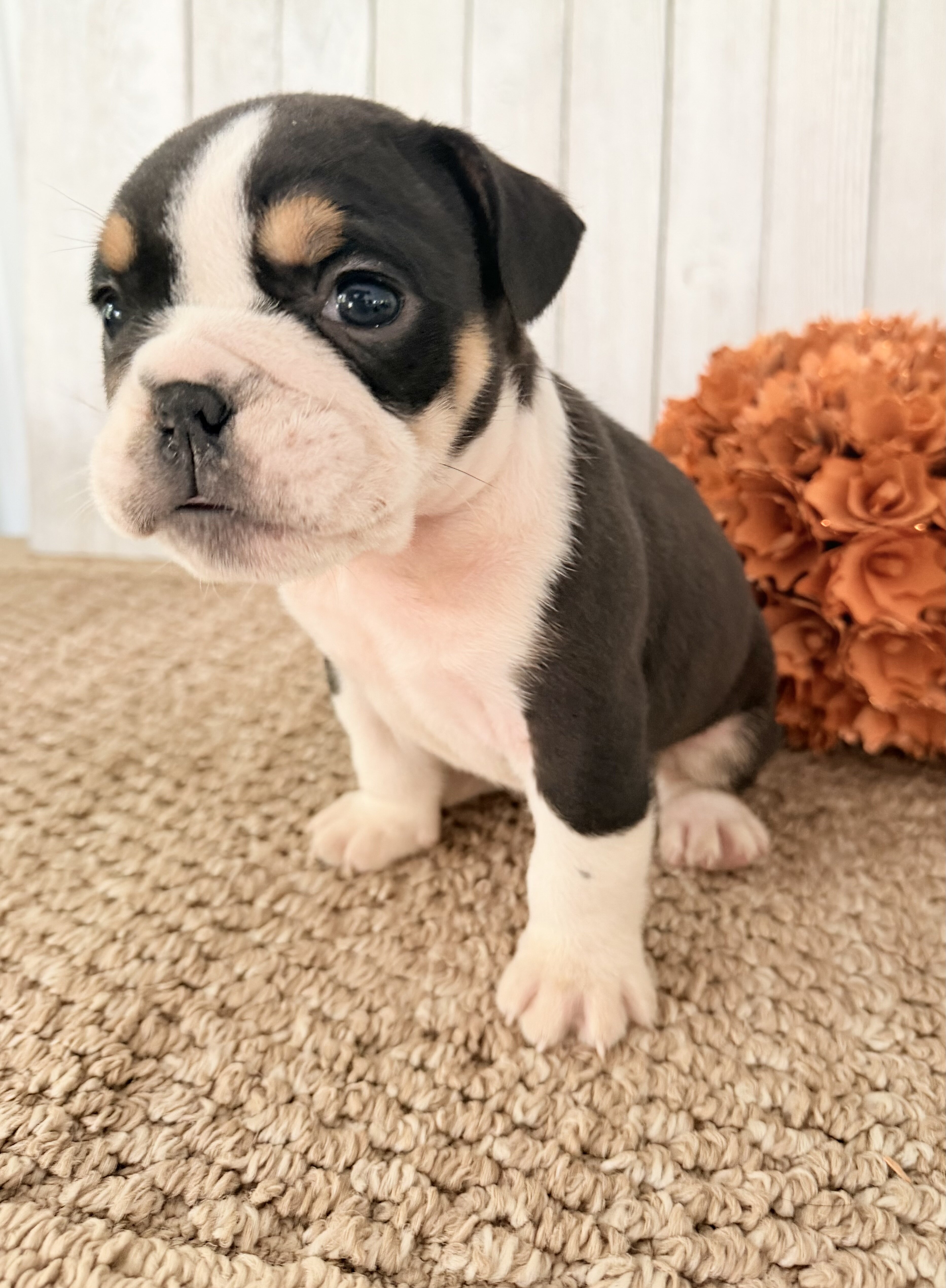 Brutus Male English Bulldog image 6