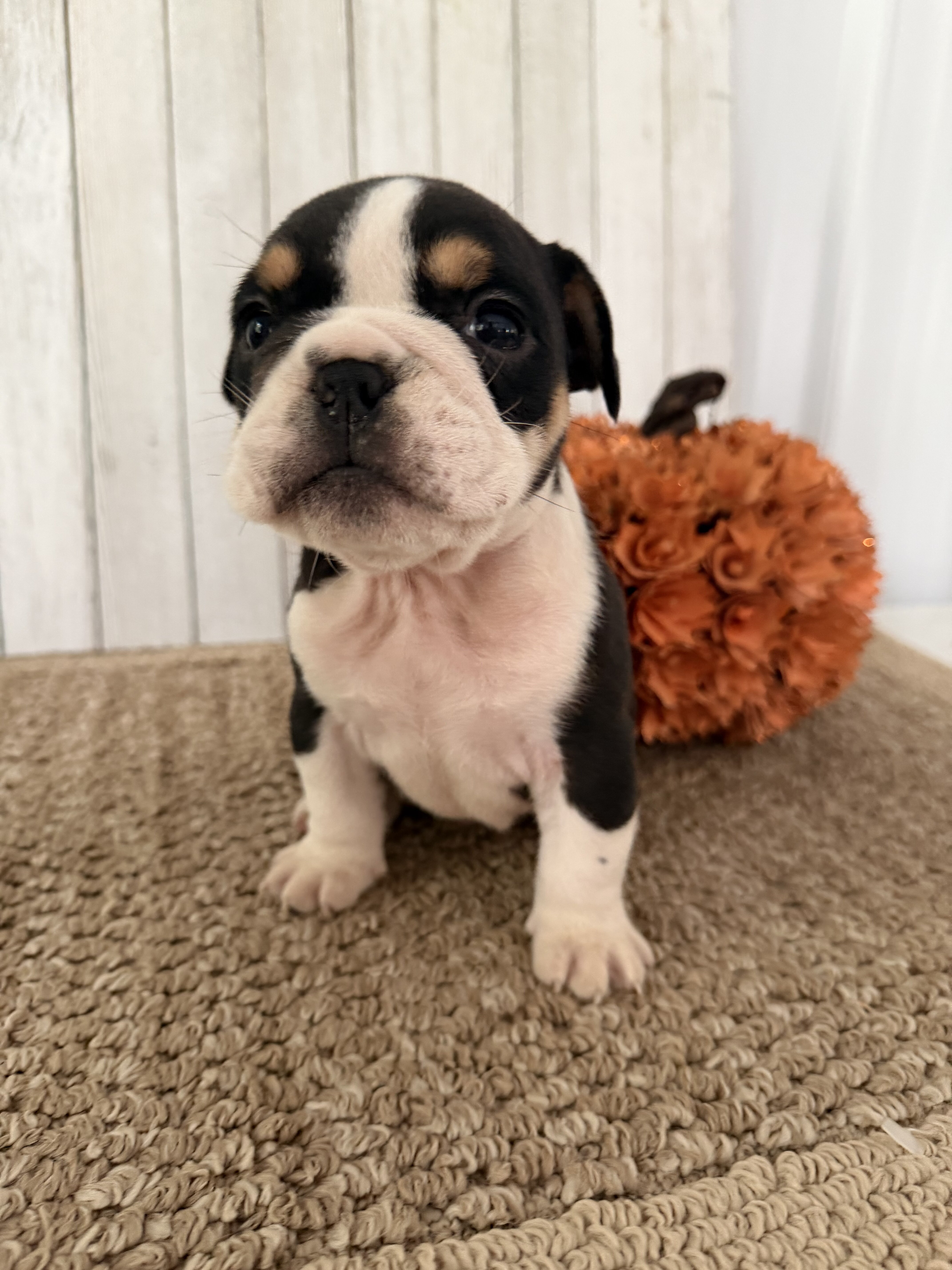 Brutus Male English Bulldog image 7