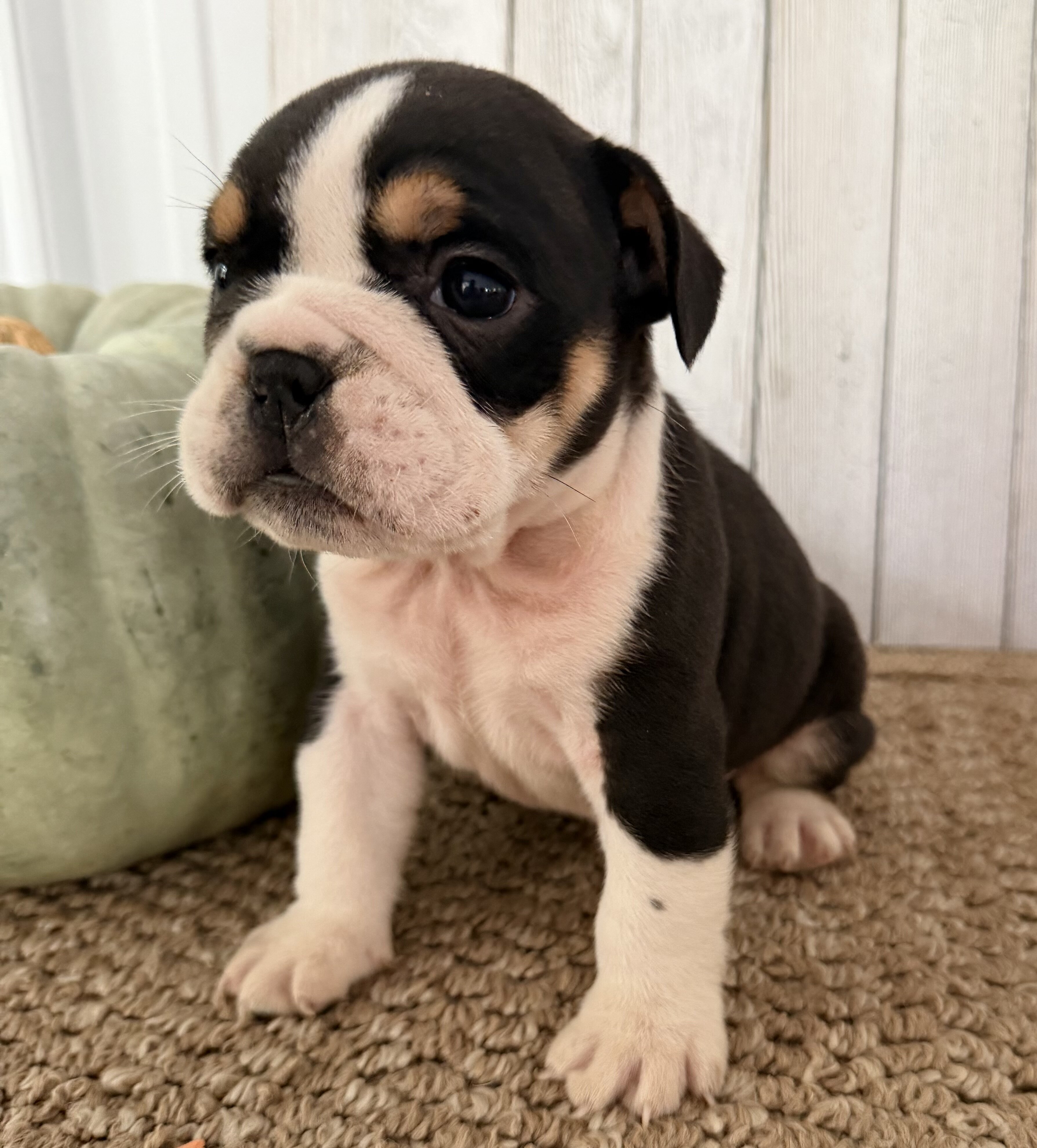 Brutus Male English Bulldog image 4