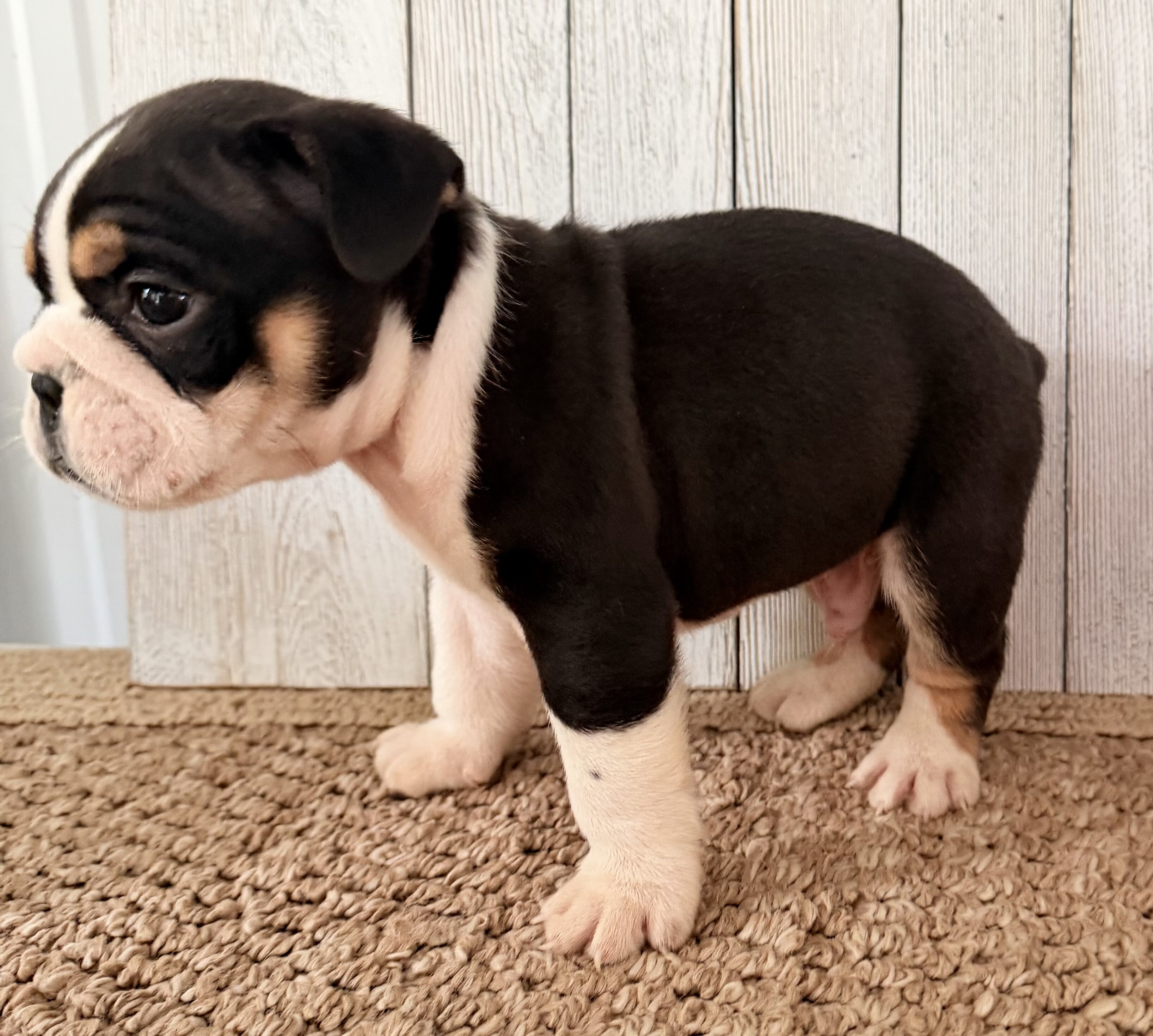 Brutus Male English Bulldog image 5