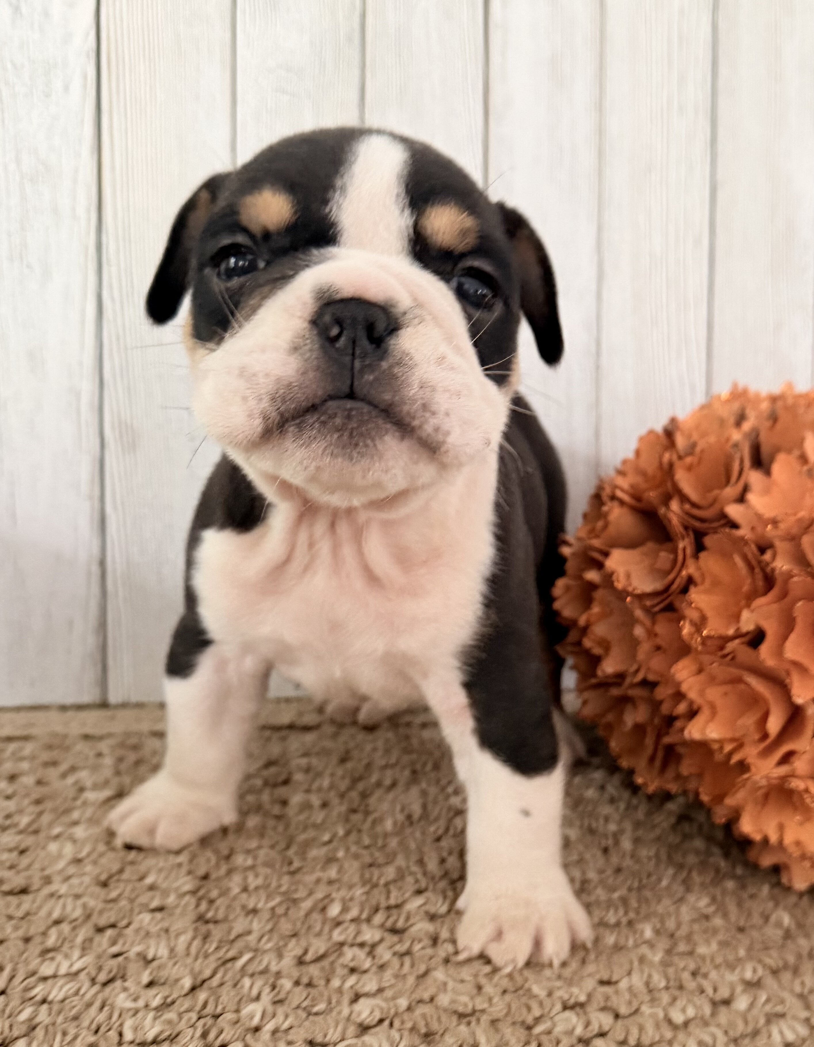 Brutus Male English Bulldog image 2