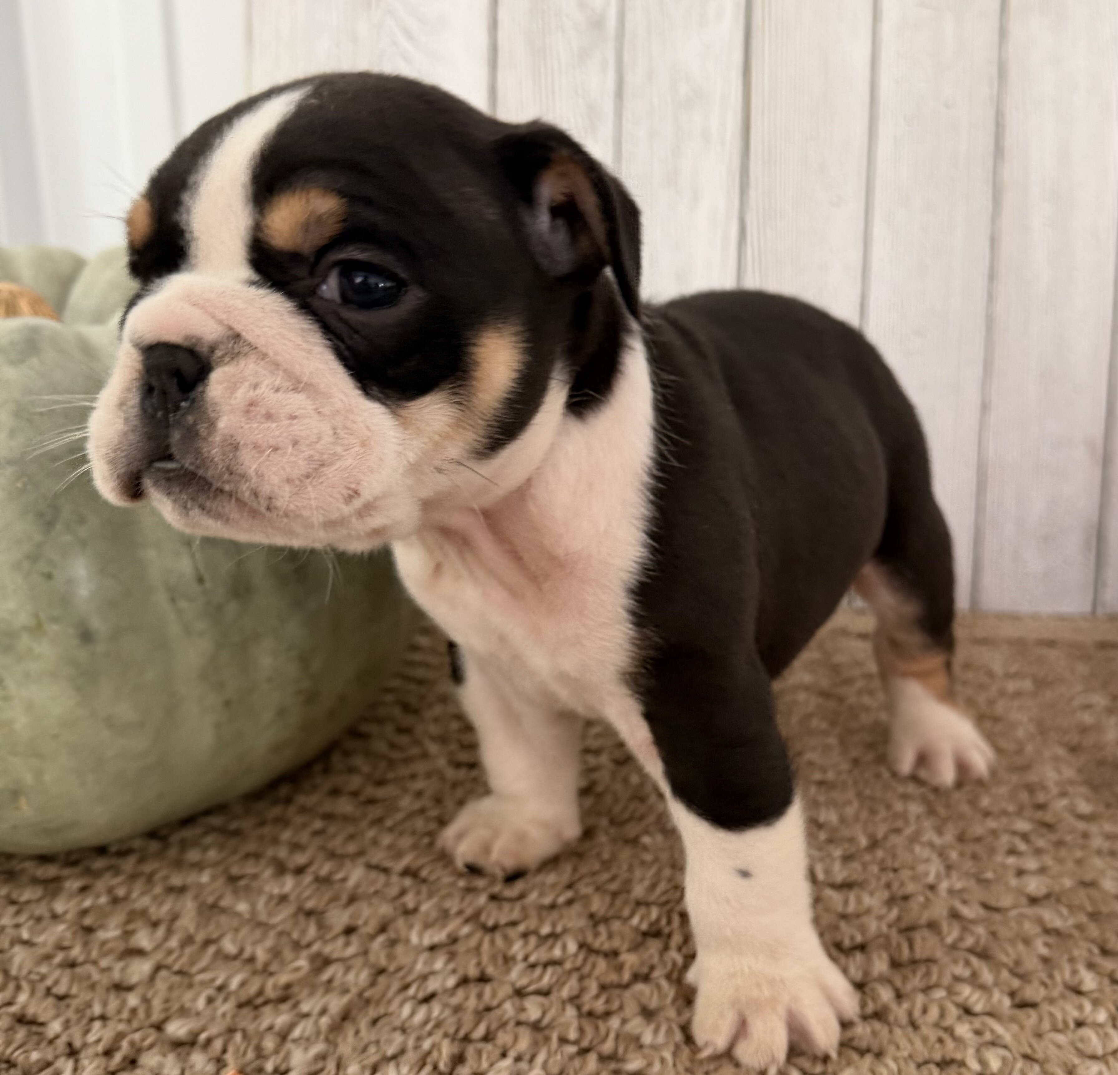Brutus Male English Bulldog image 3