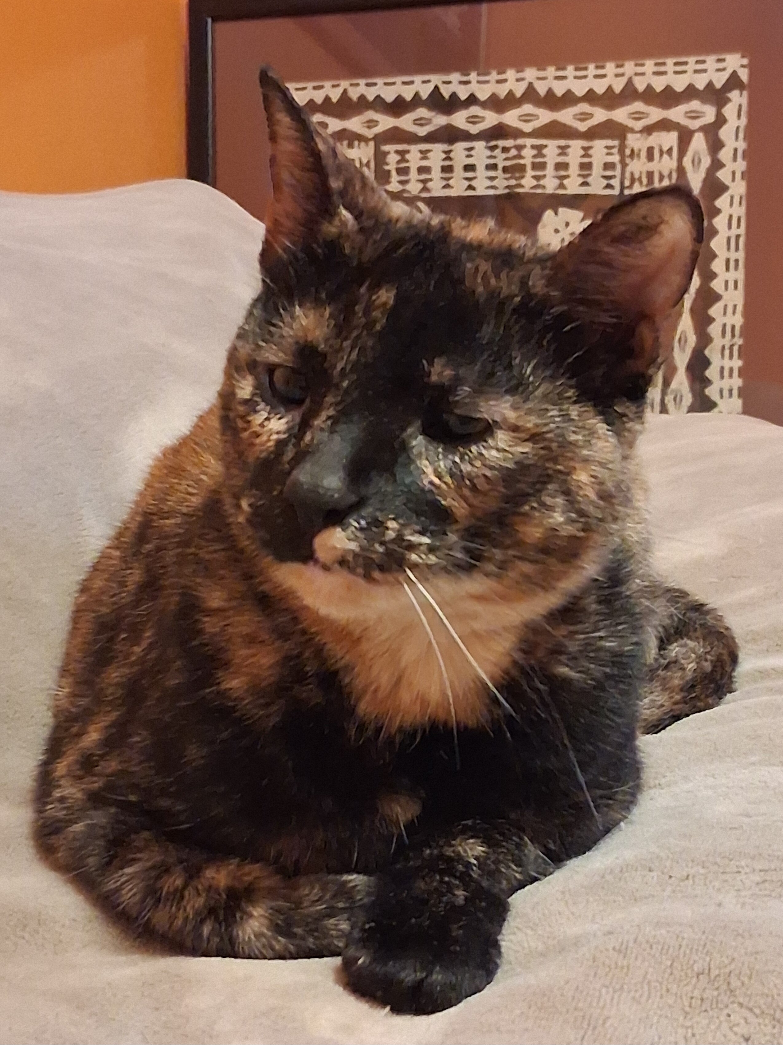 Affectionate Senior Cat image 1