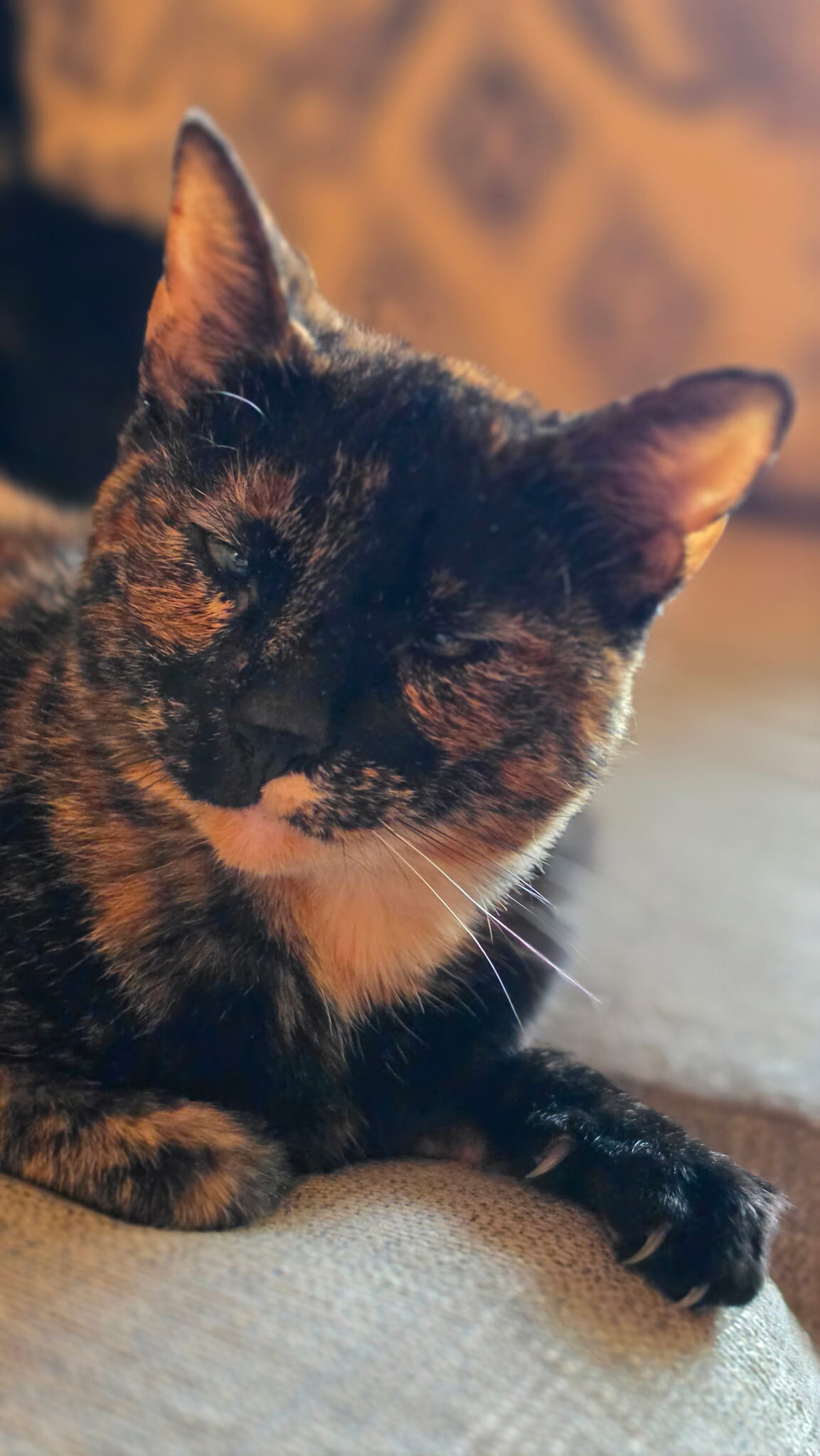 Affectionate Senior Cat image 2