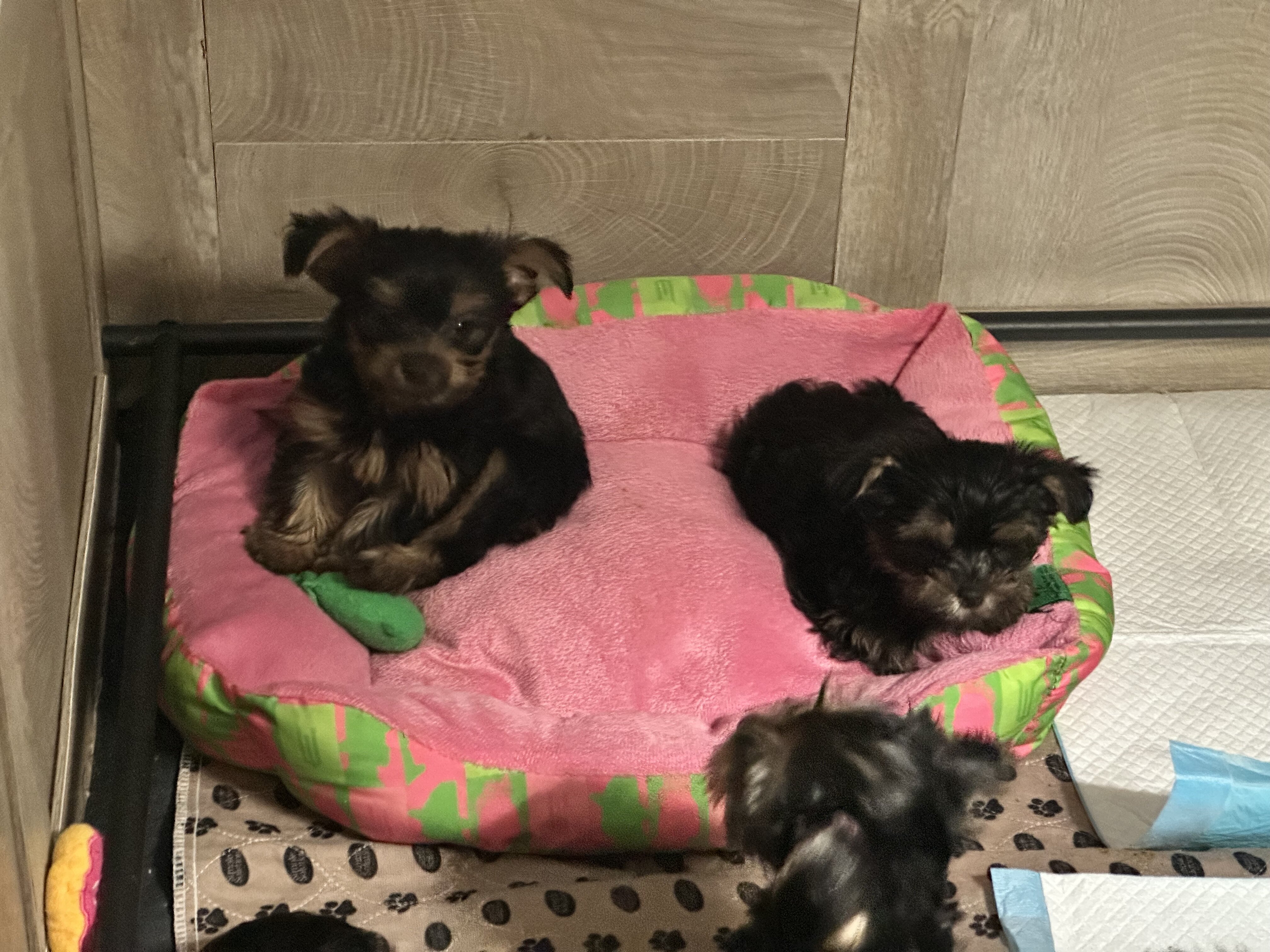 Yorkie puppies image 8