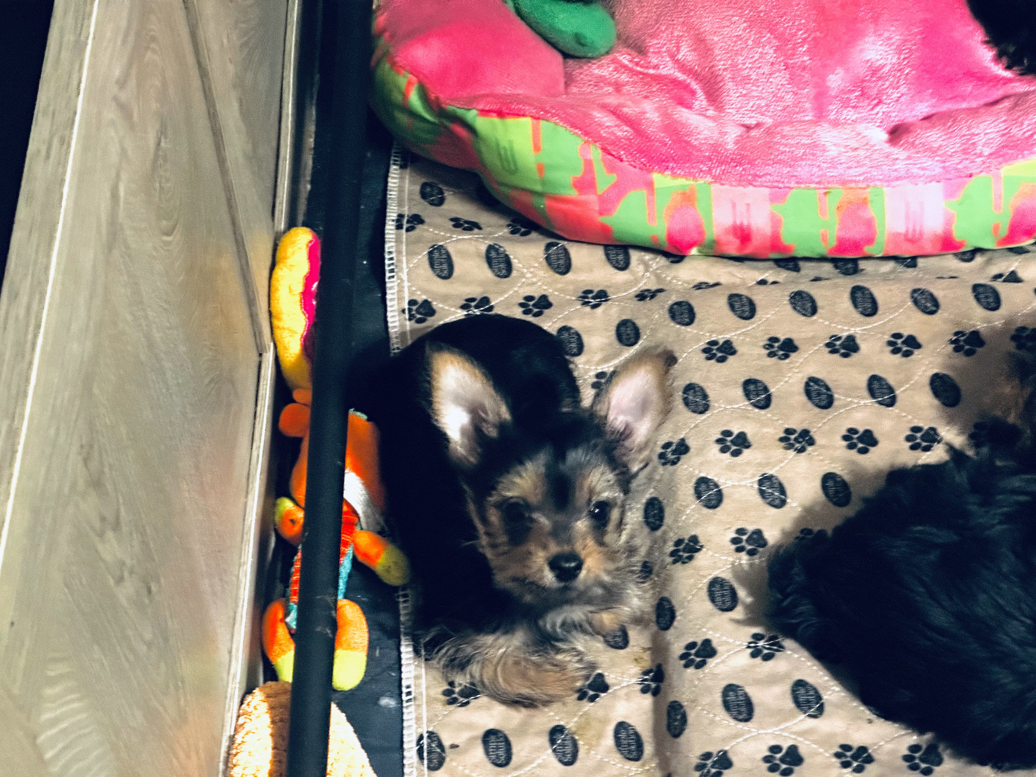 Yorkie puppies image 9