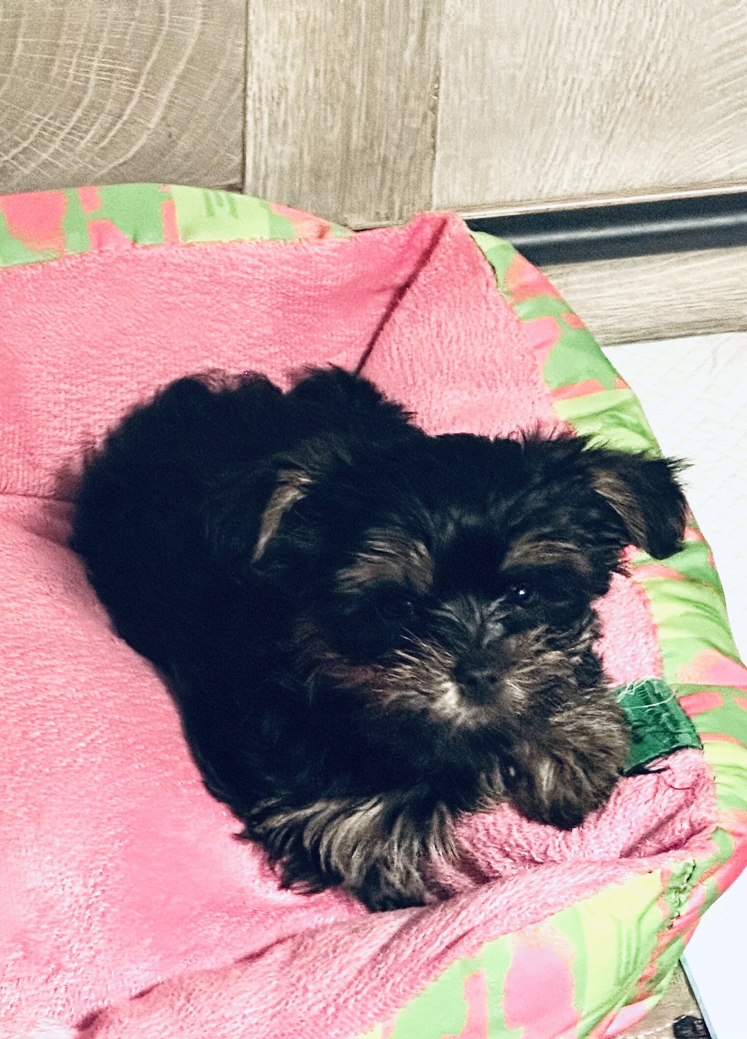 Yorkie puppies image 6