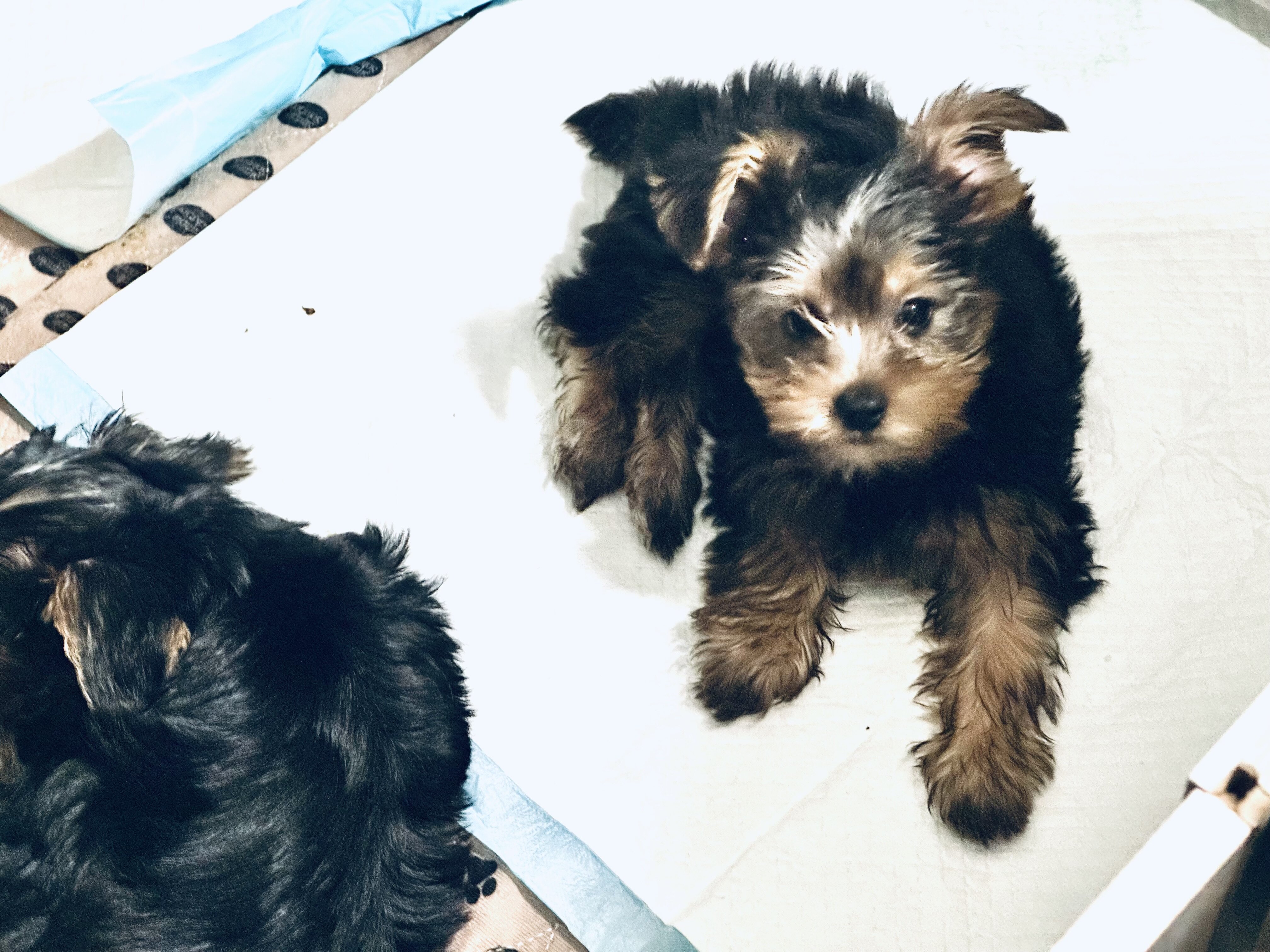 Yorkie puppies image 7