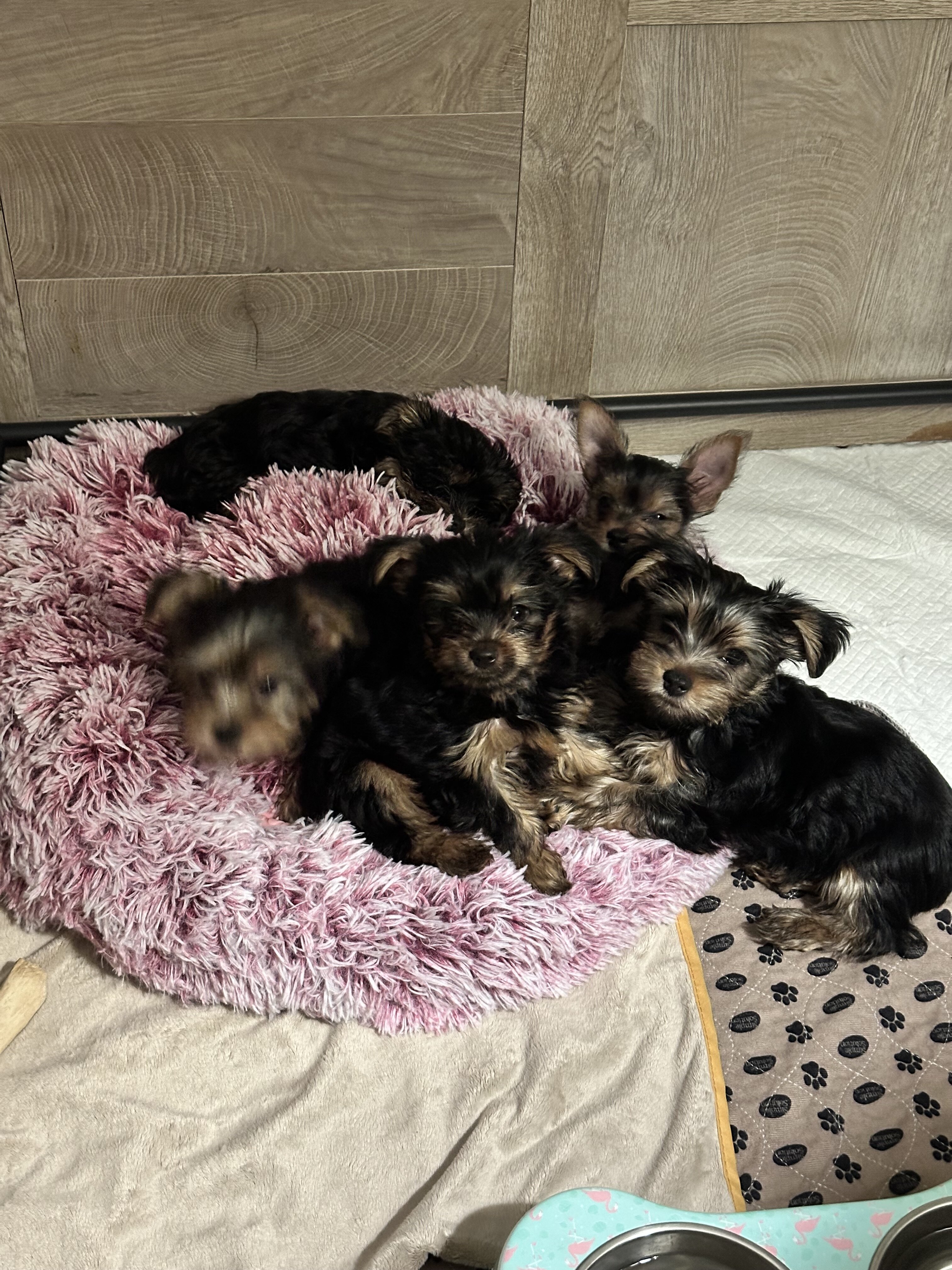 Yorkie puppies image 2