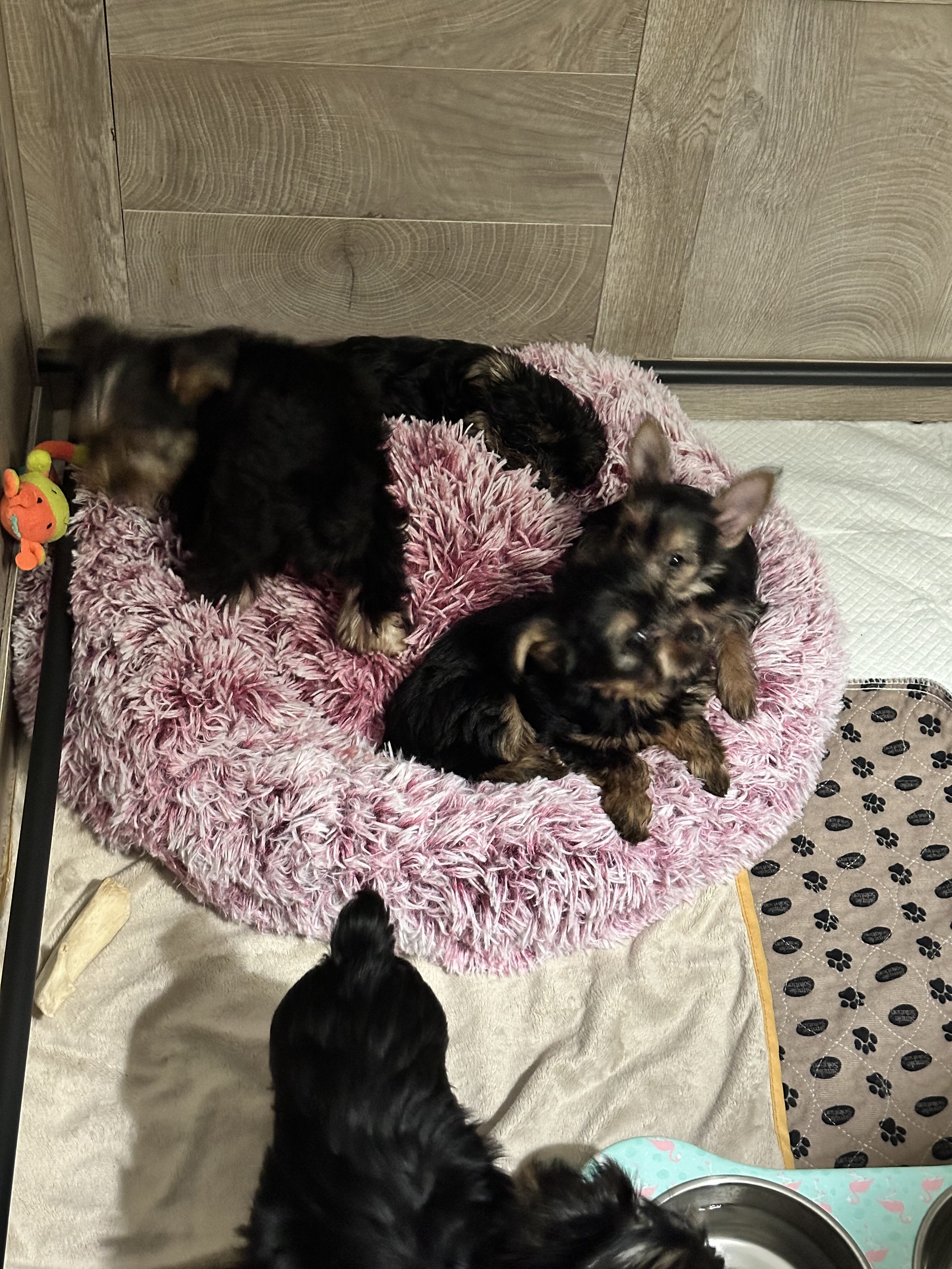 Yorkie puppies image 5