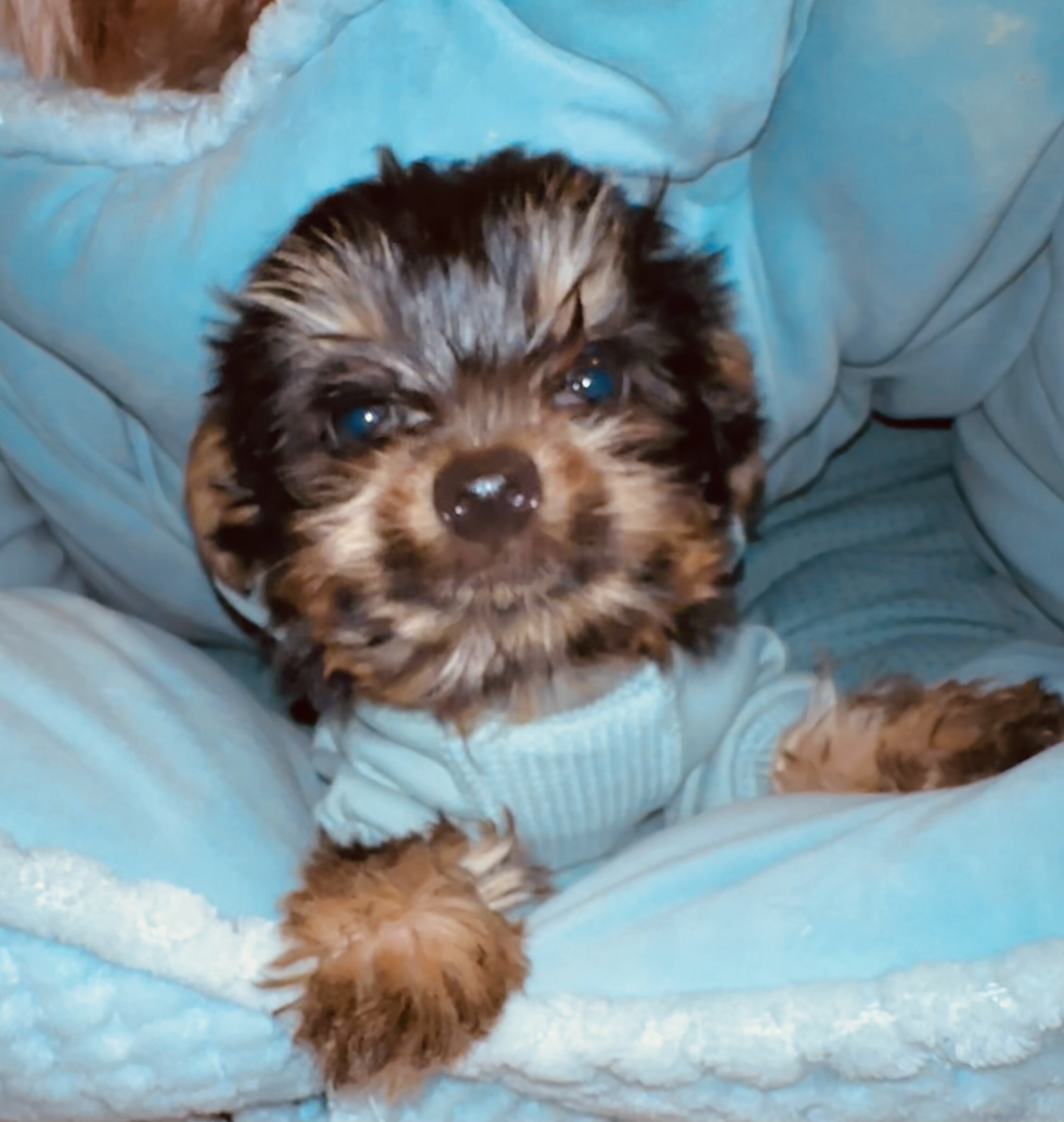 Yorkie puppies image 4