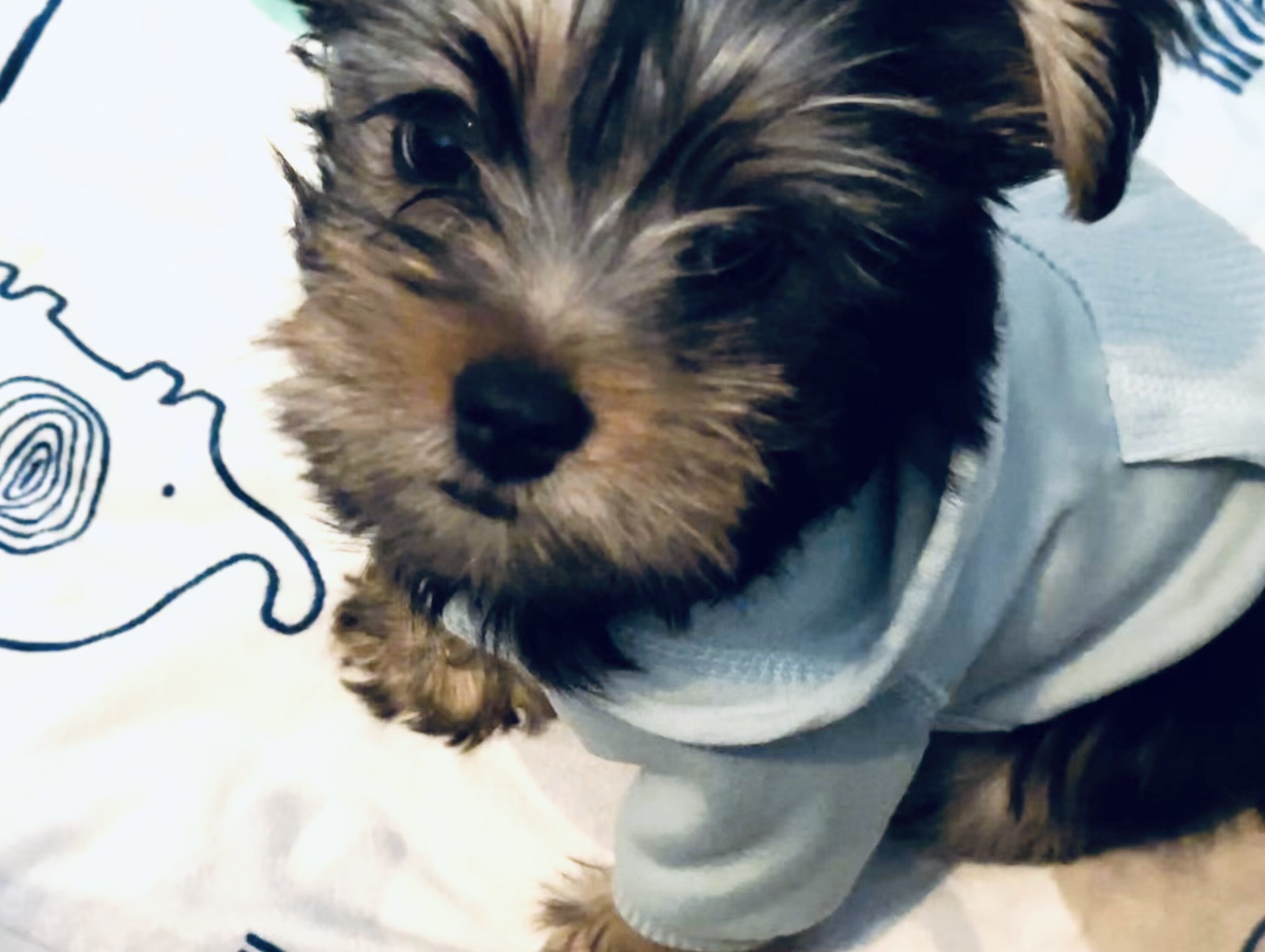 Yorkie puppies image 3