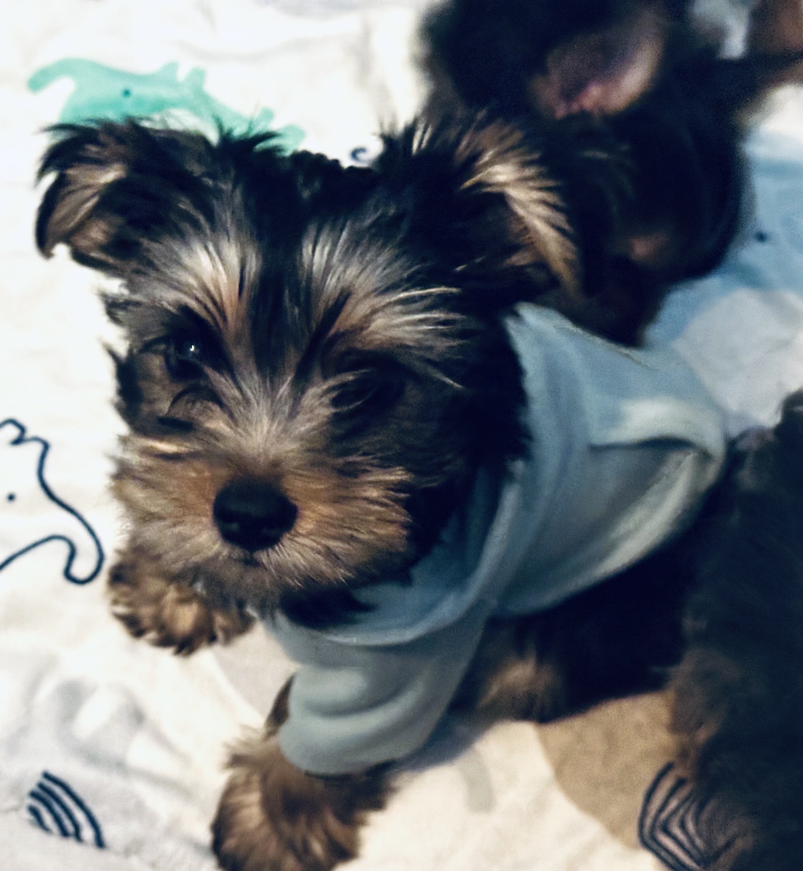 Yorkie puppies image 1