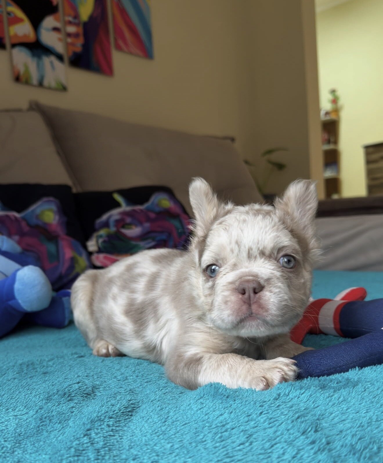 Amazing male and female  French bulldog puppies image 5
