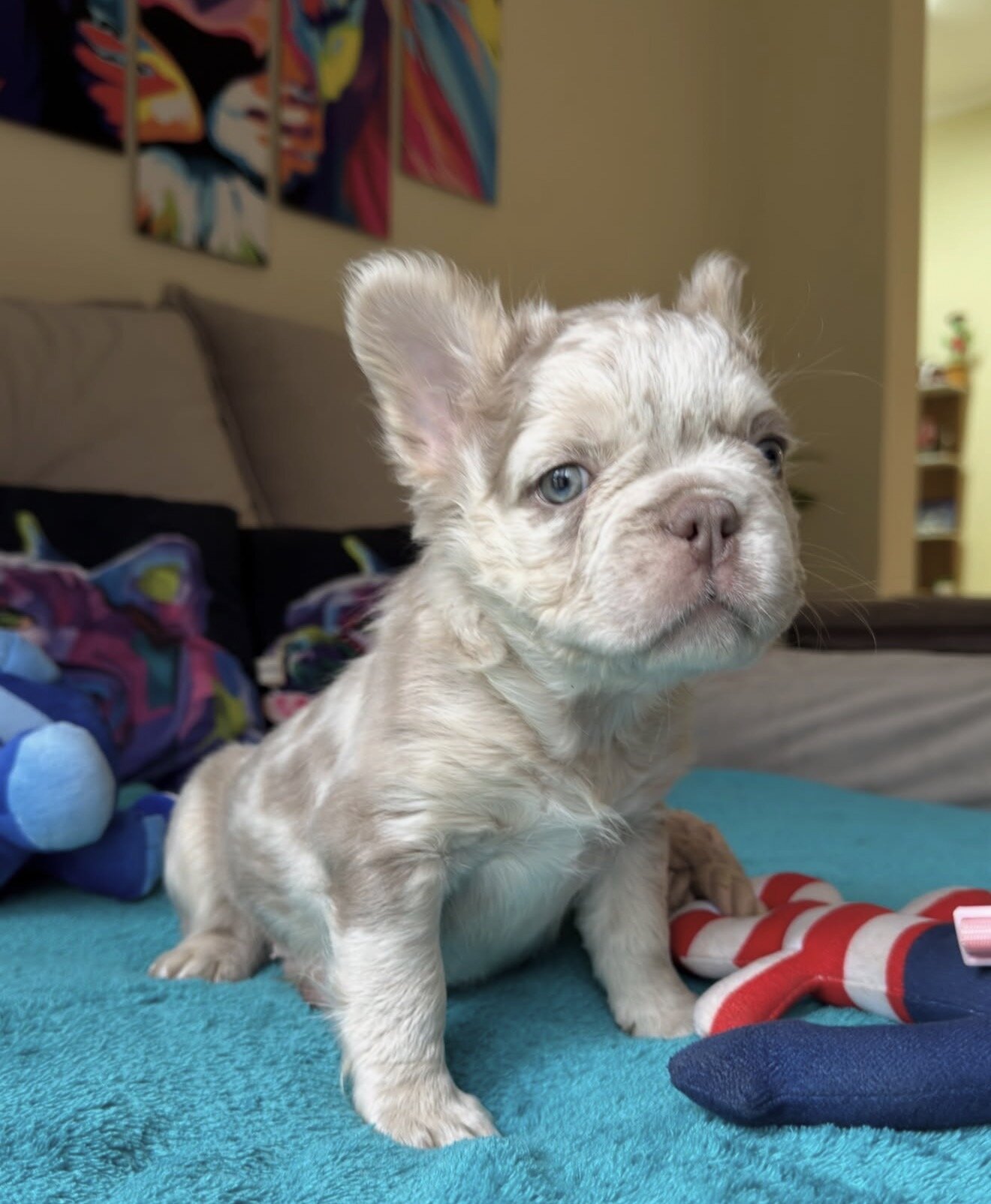 Amazing male and female  French bulldog puppies image 6