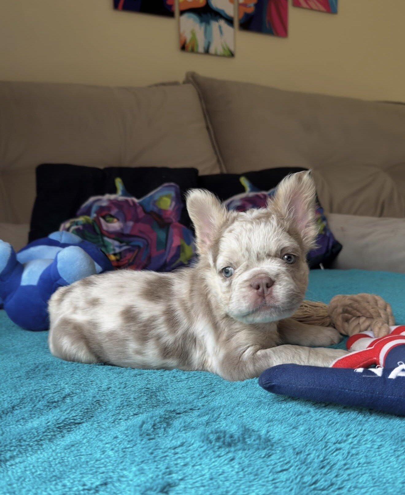 Amazing male and female  French bulldog puppies image 7