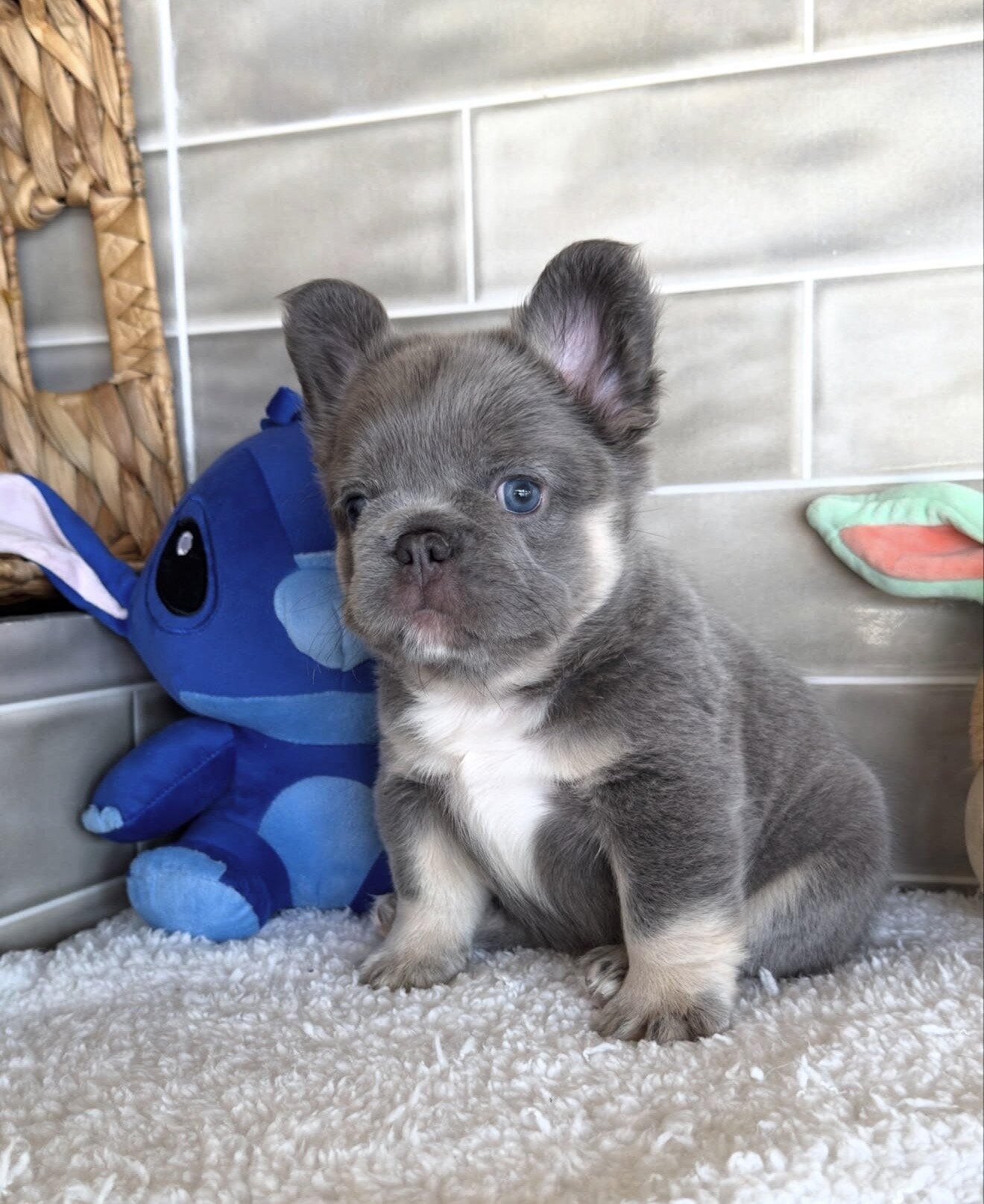 Amazing male and female  French bulldog puppies image 3