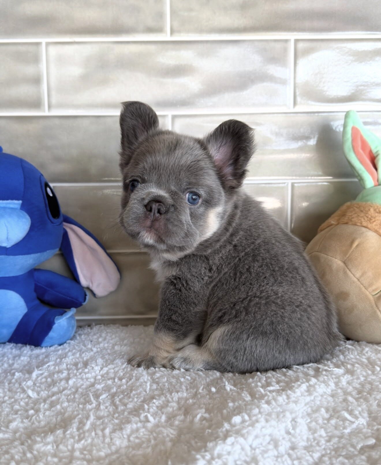 Amazing male and female  French bulldog puppies image 4