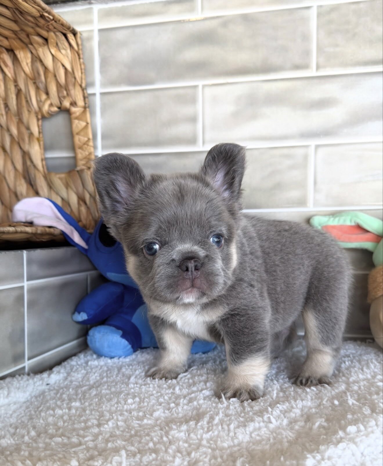 Amazing male and female  French bulldog puppies image 2