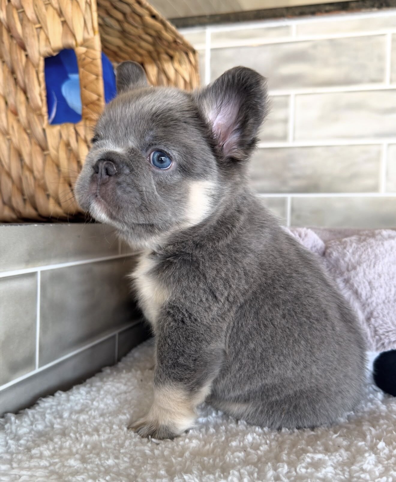 Amazing male and female  French bulldog puppies image 1