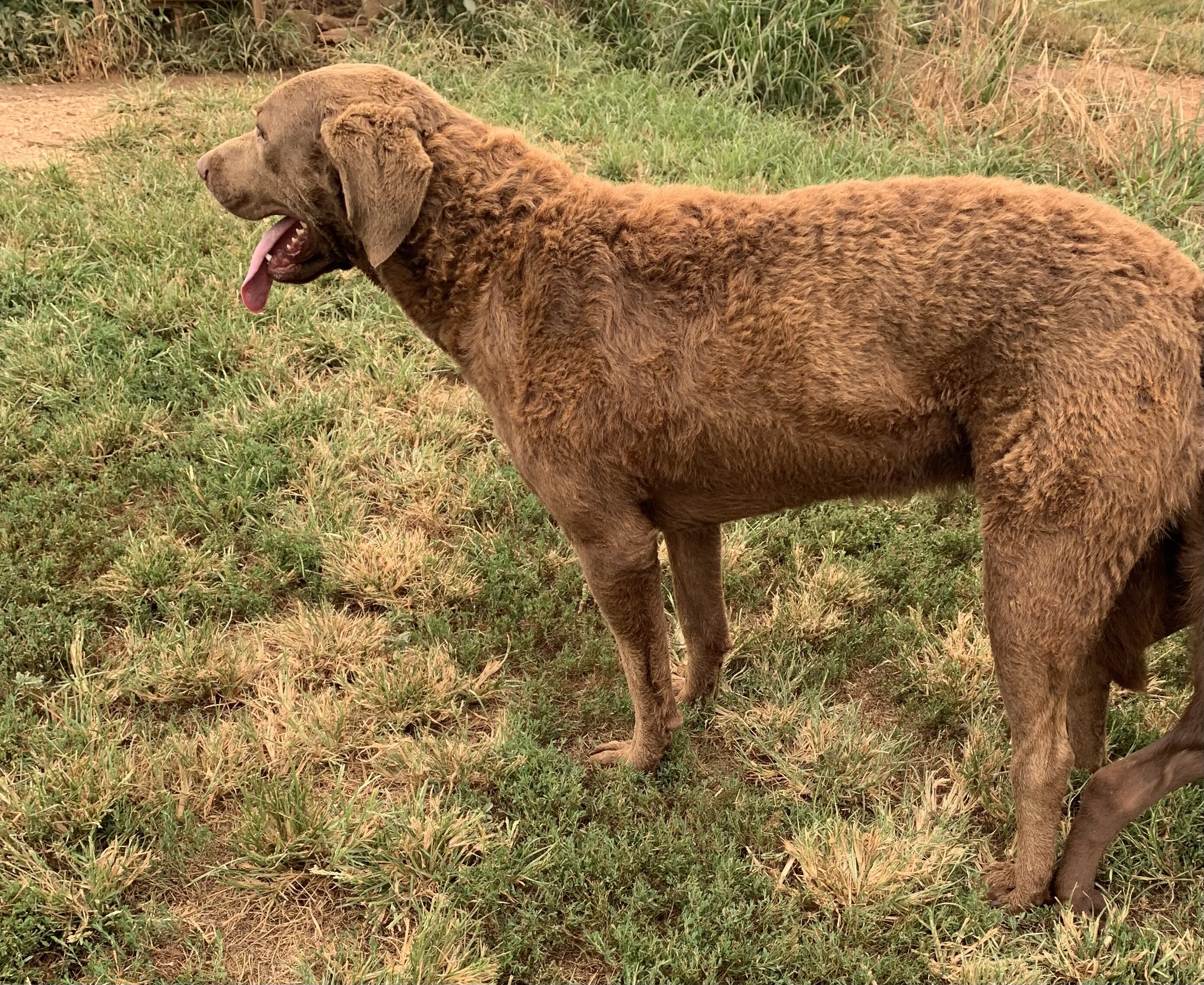 AKC Chesapeake Bay Retriever puppies image 5