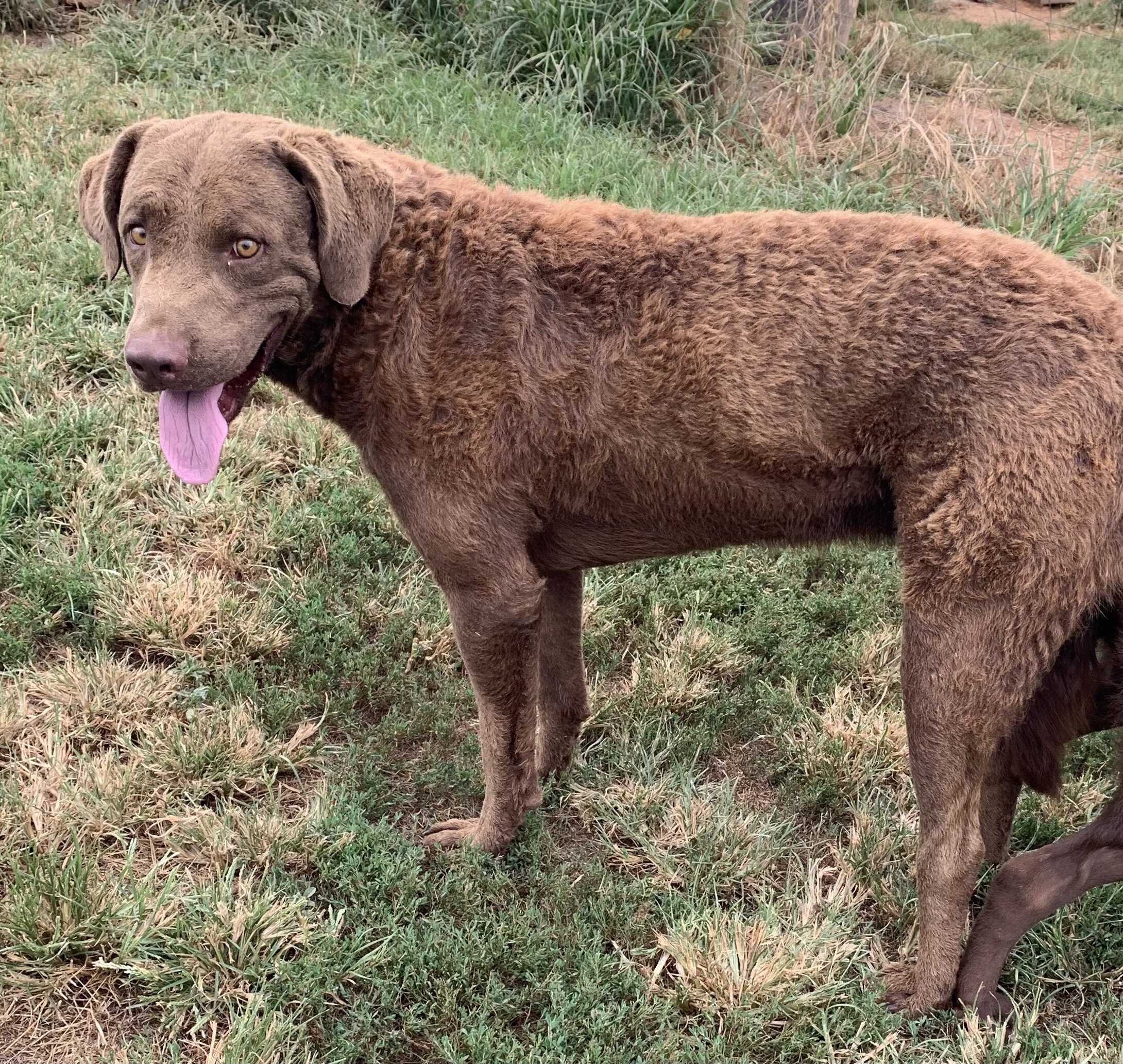 AKC Chesapeake Bay Retriever puppies image 4