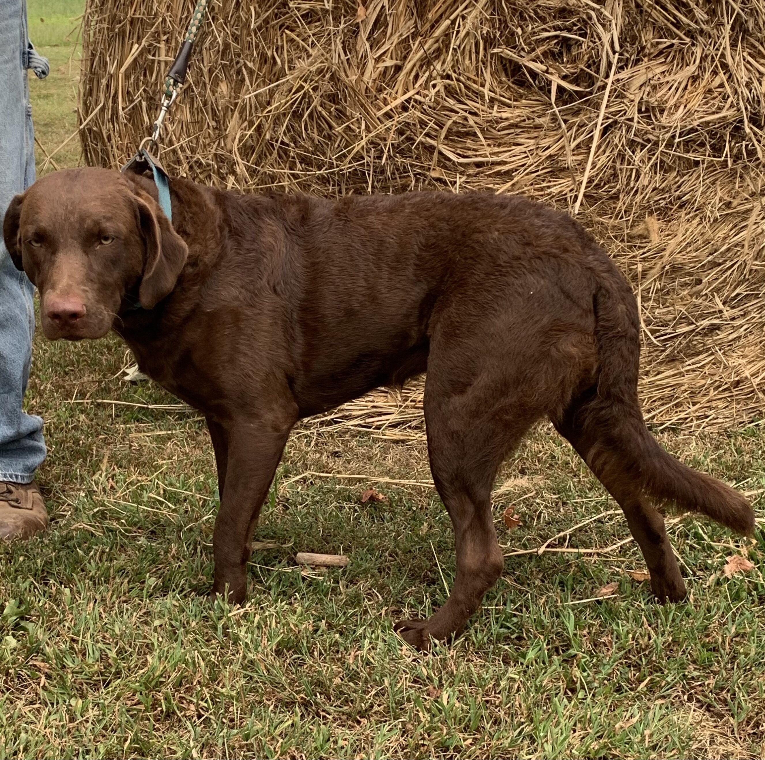 AKC Chesapeake Bay Retriever puppies image 3