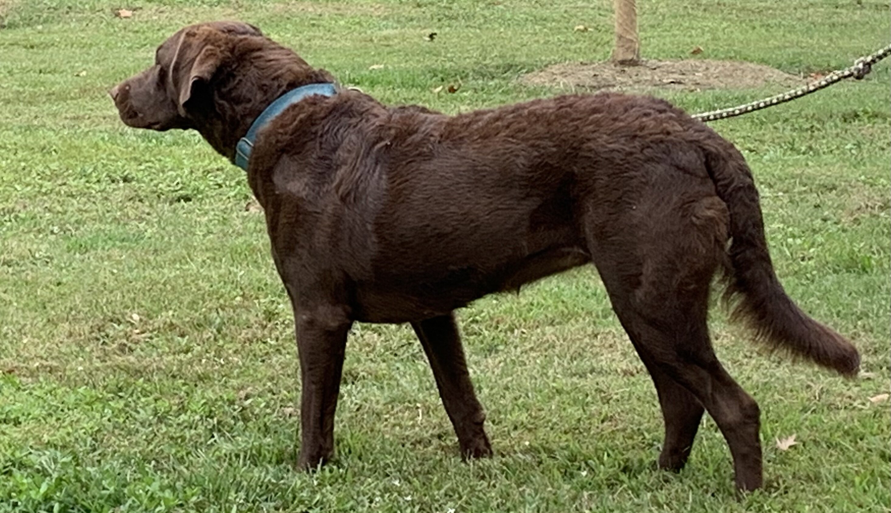 AKC Chesapeake Bay Retriever puppies image 2