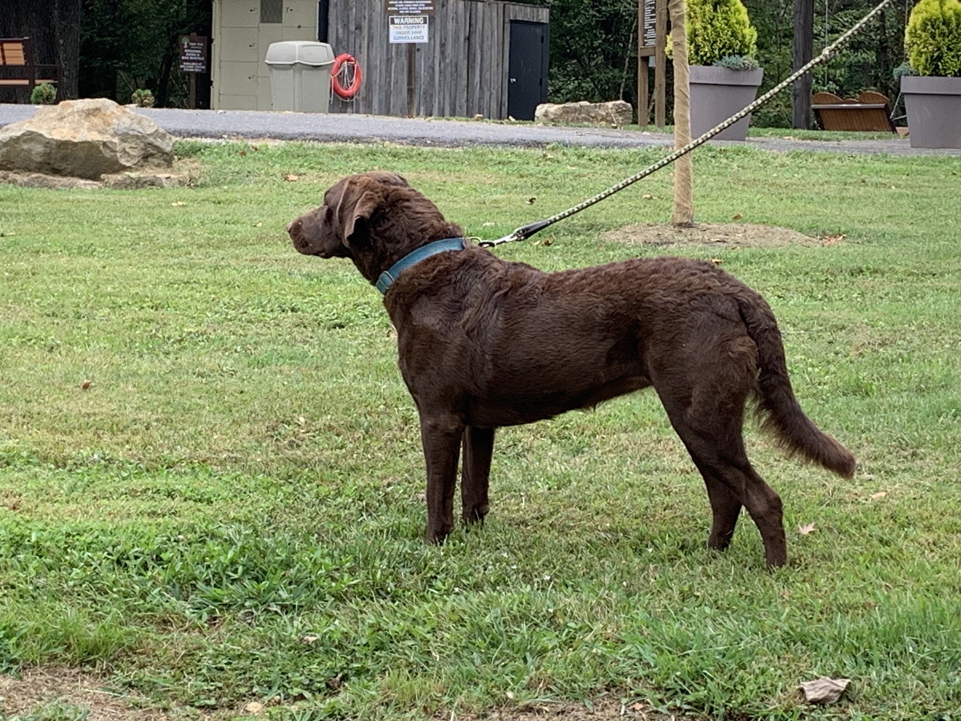 AKC Chesapeake Bay Retriever puppies image 1