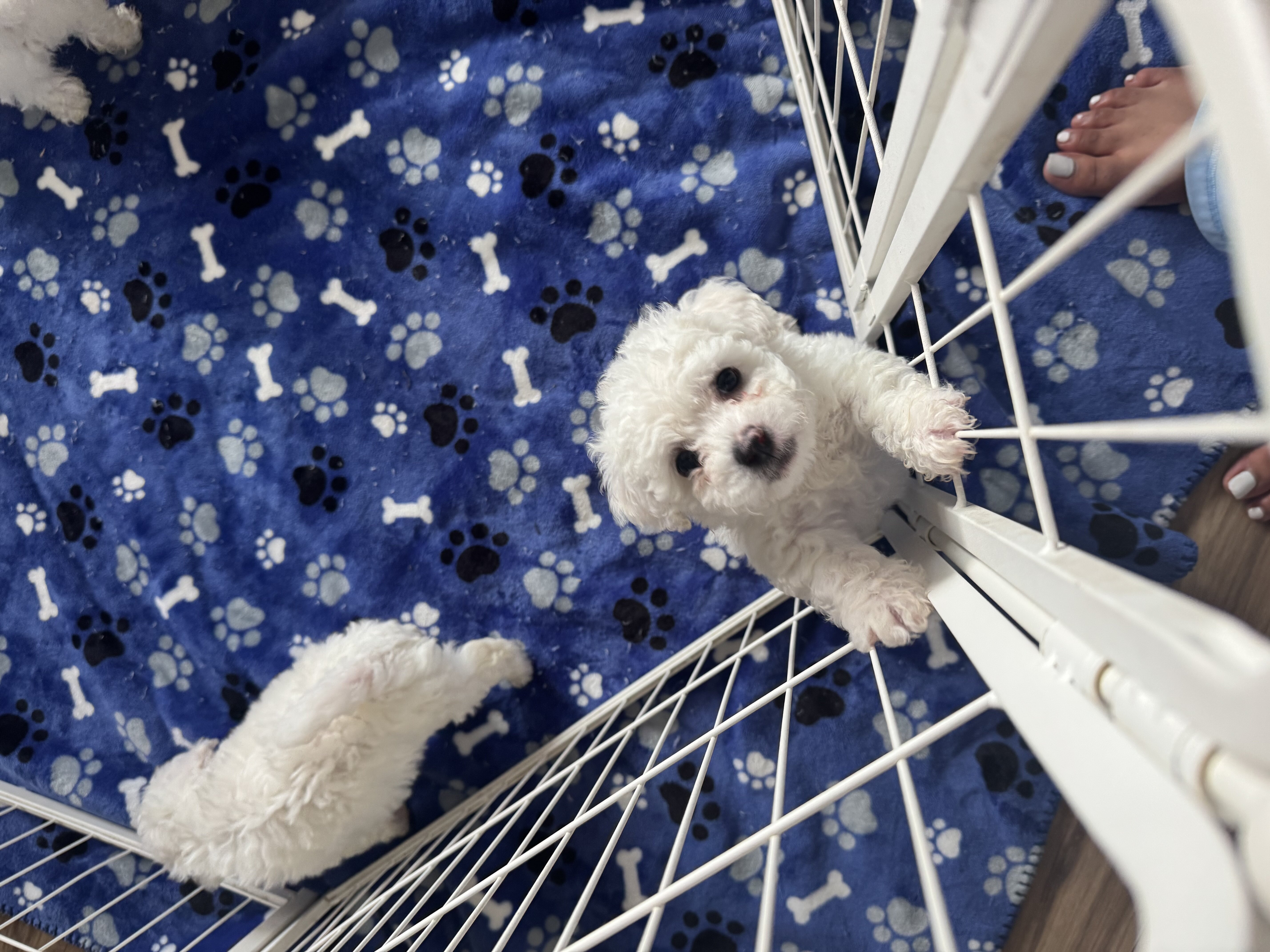 Bichon Frise Puppies image 5