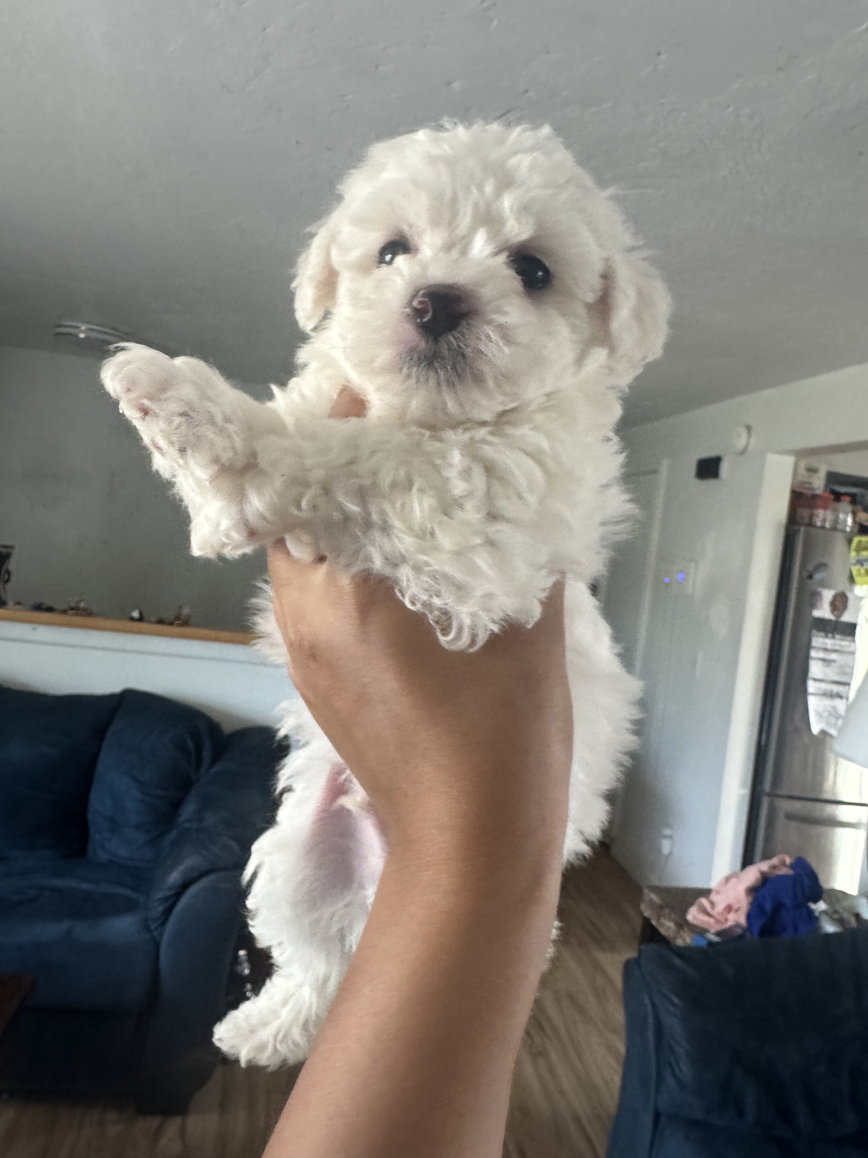 Bichon Frise Puppies image 3
