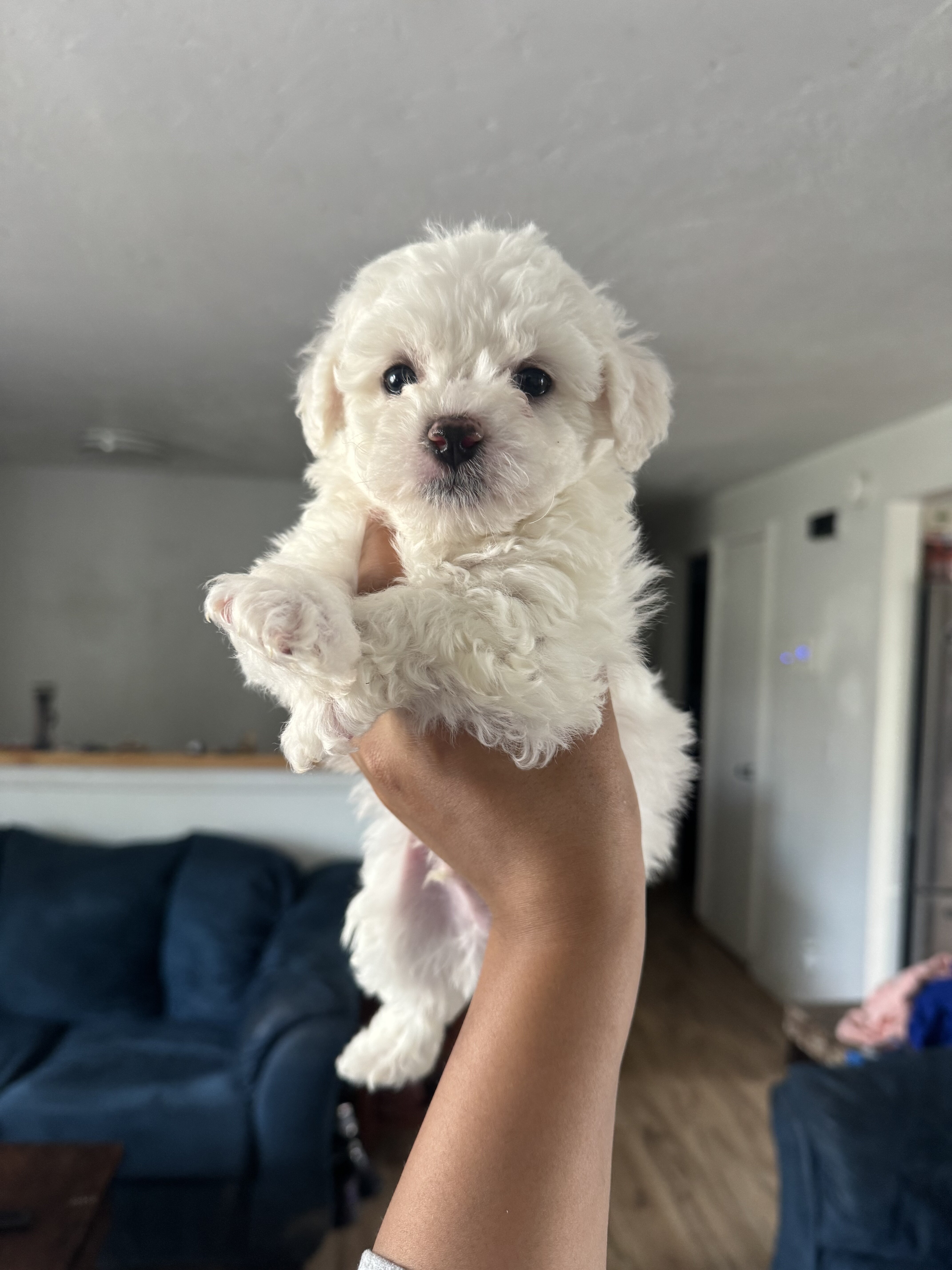 Bichon Frise Puppies image 1