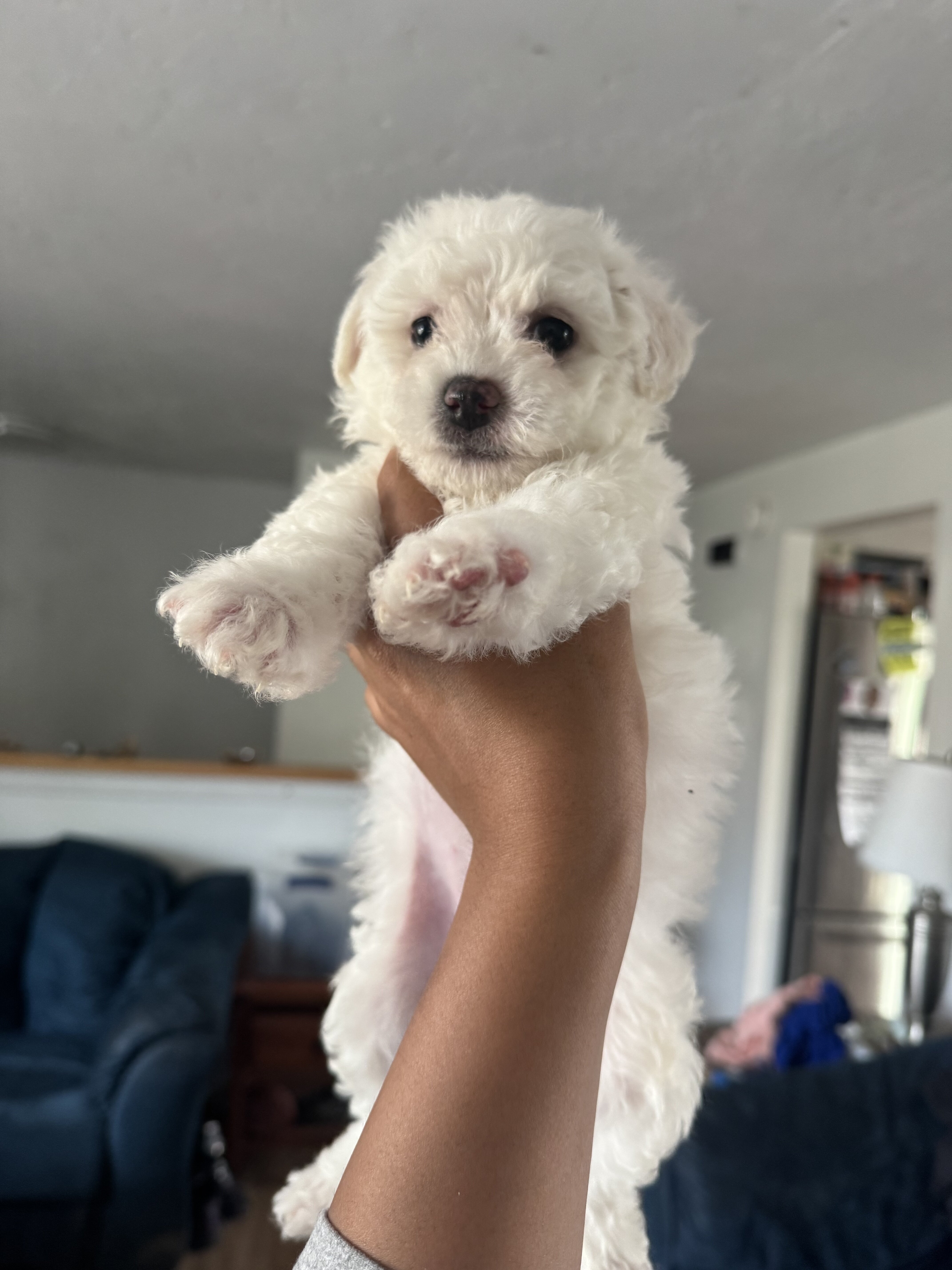 Bichon Frise Puppies image 2