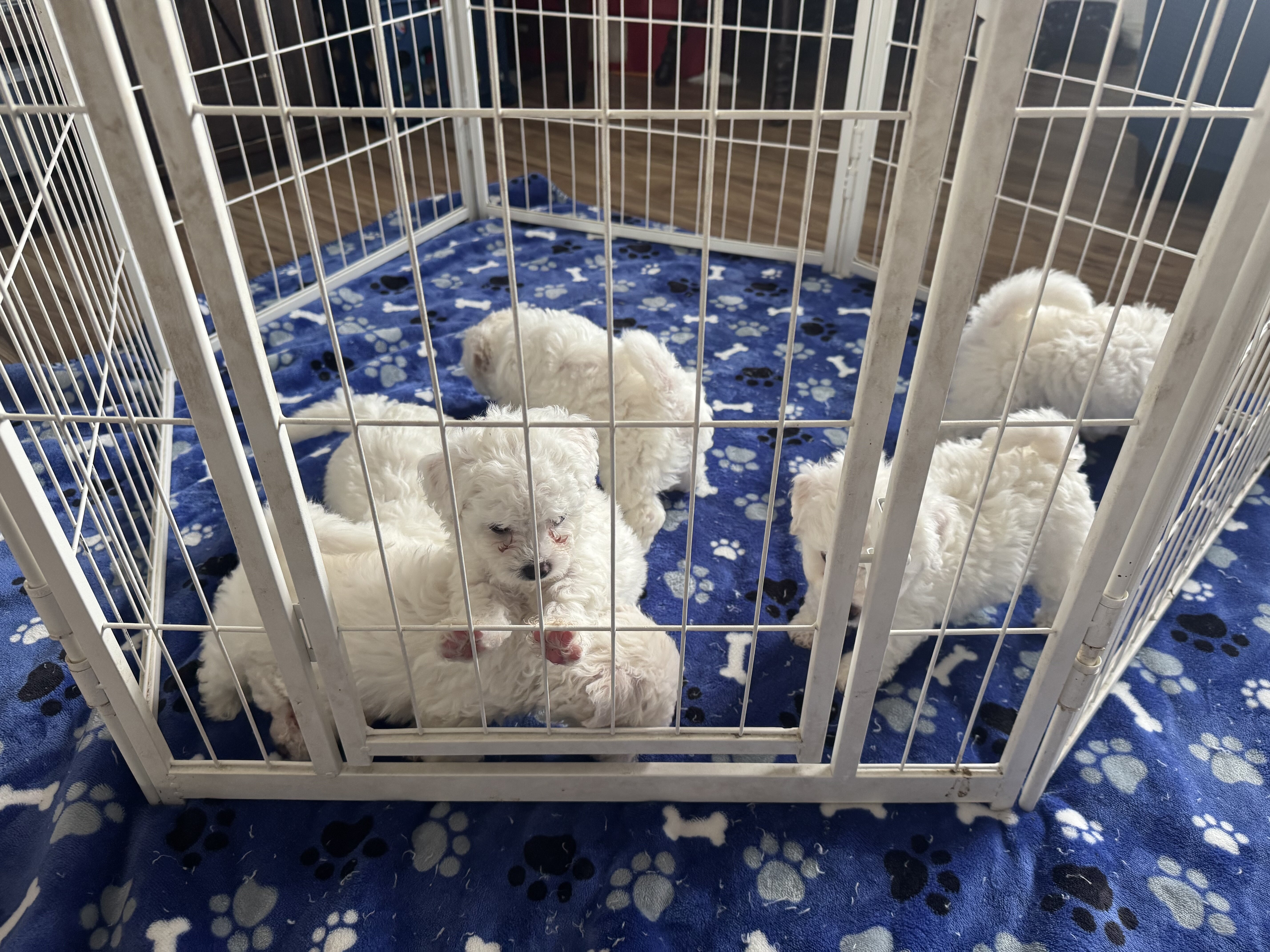Bichon Frise Puppies image 4