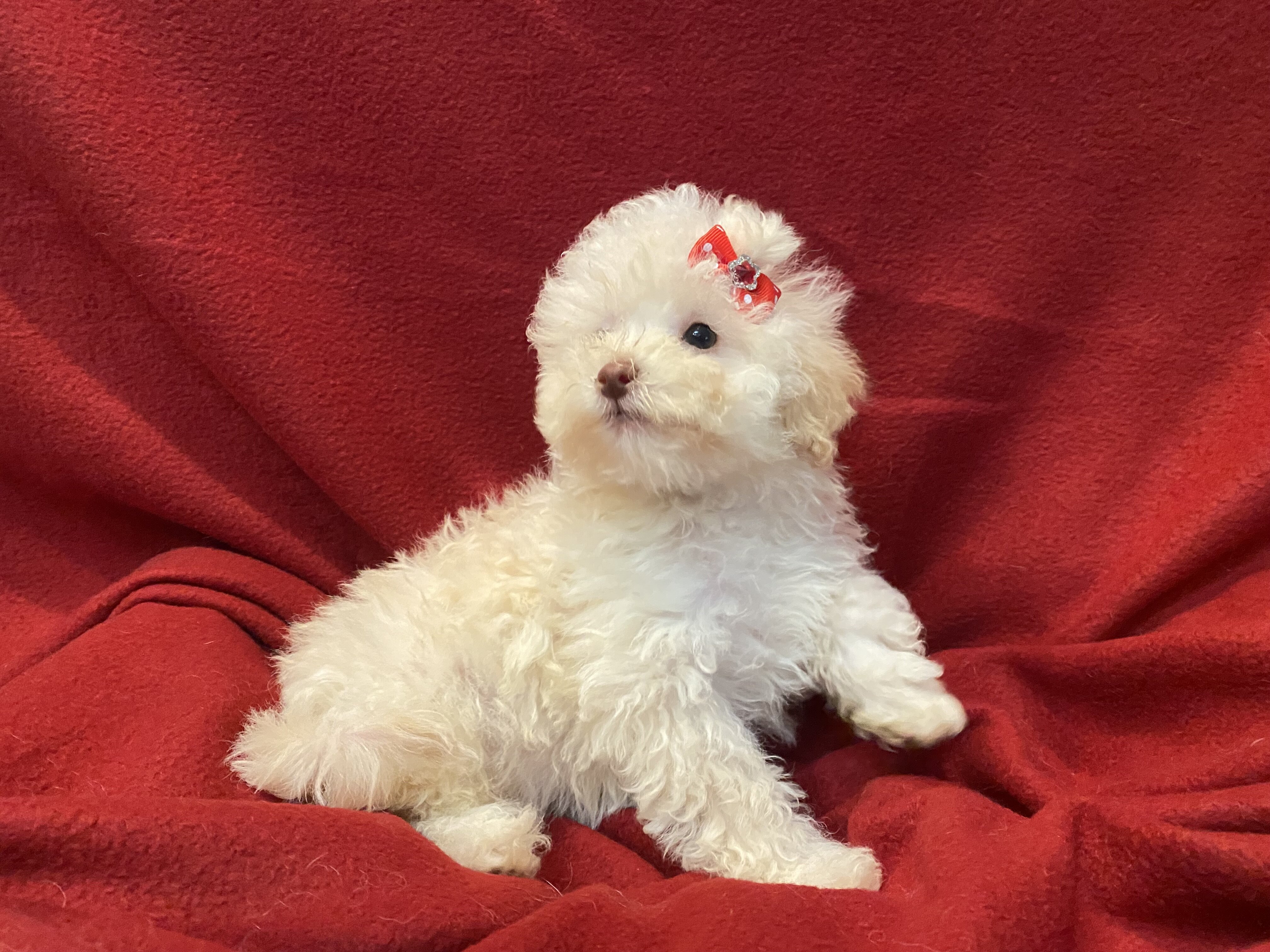 Maltese toy poodle image 1