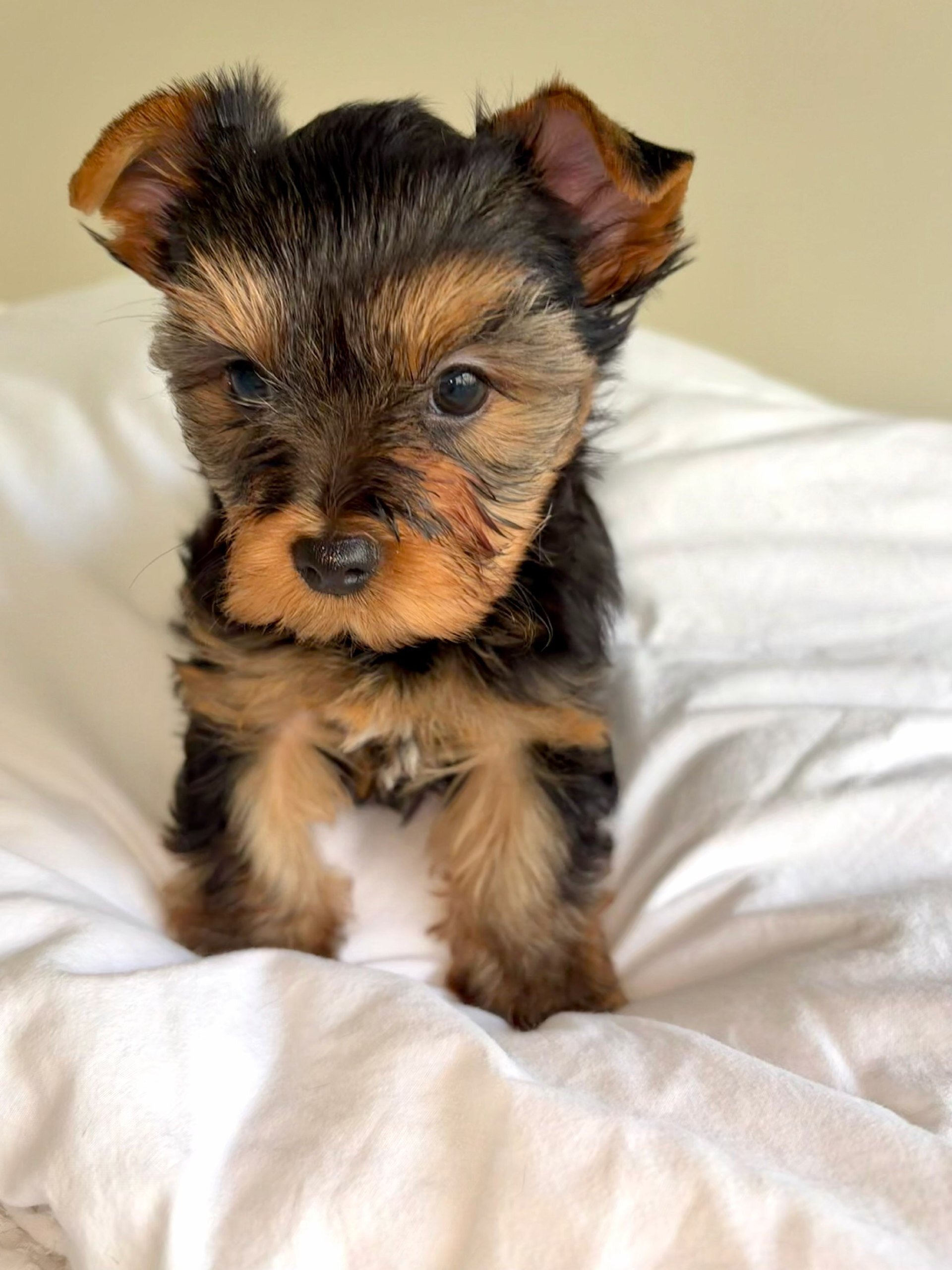YorkshireTerrier image 1