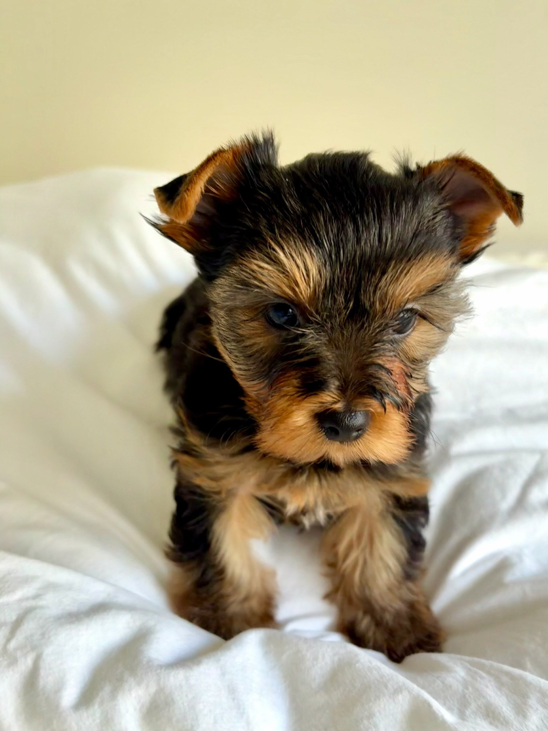 YorkshireTerrier image 2