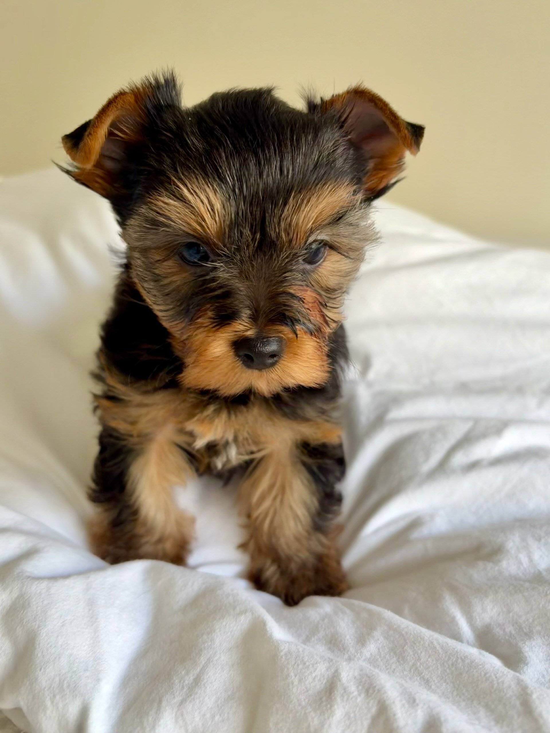 YorkshireTerrier image 3