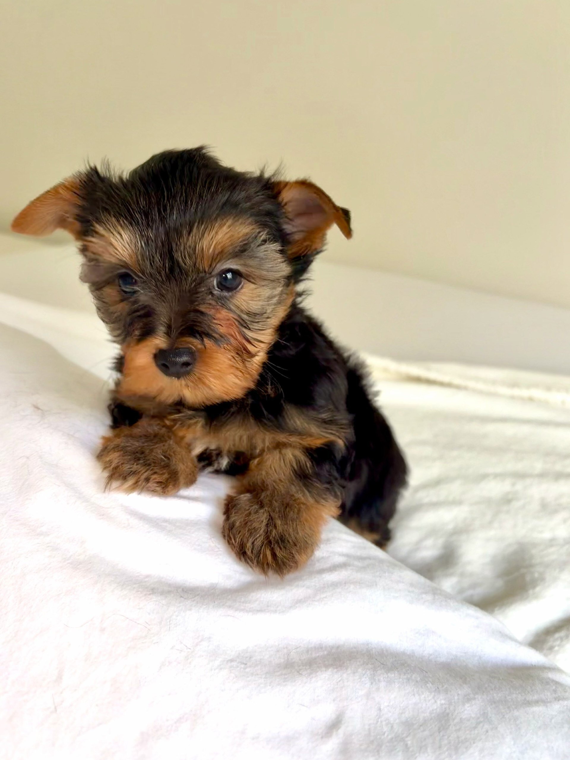 YorkshireTerrier image 4