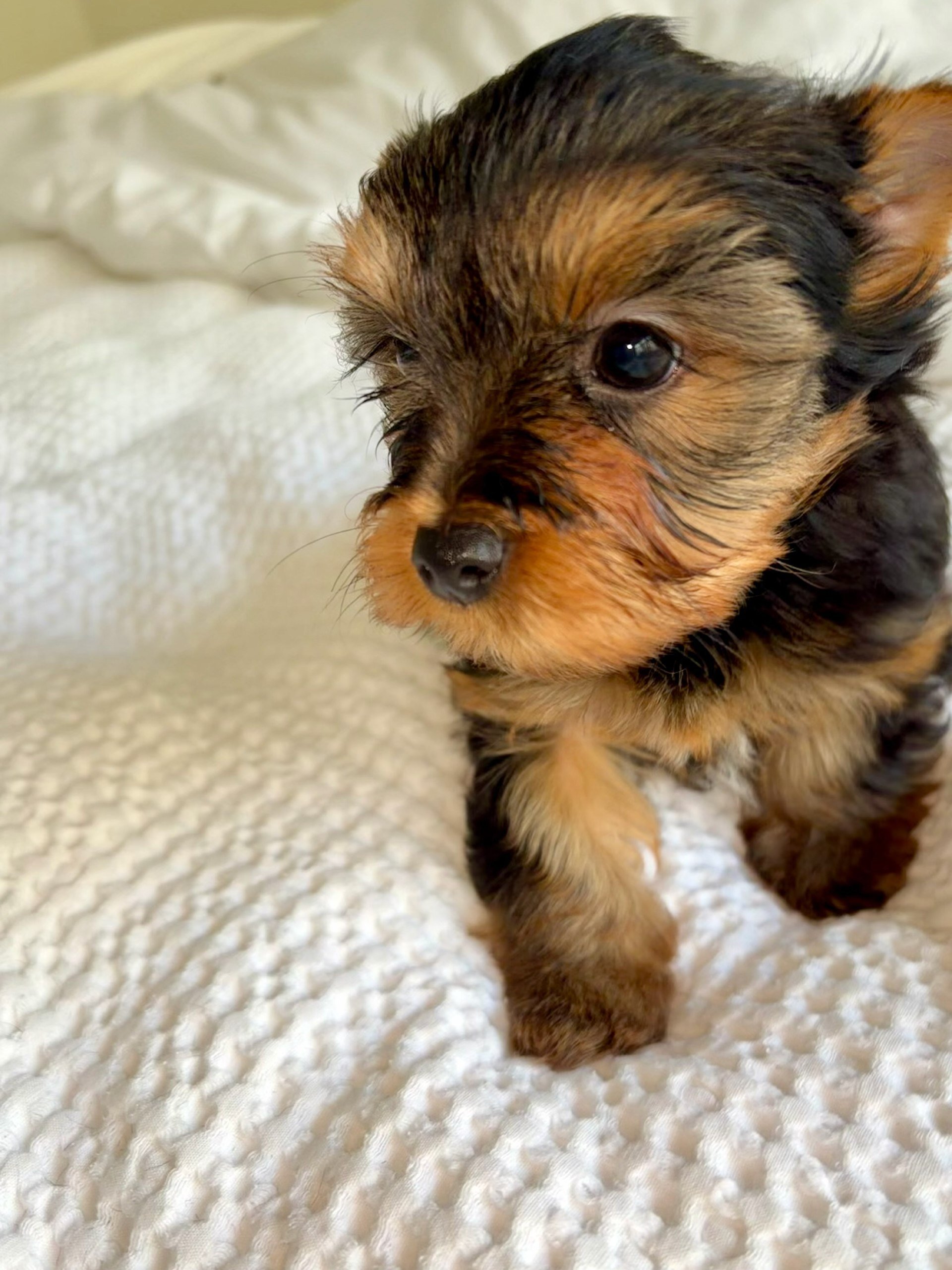 YorkshireTerrier image 5