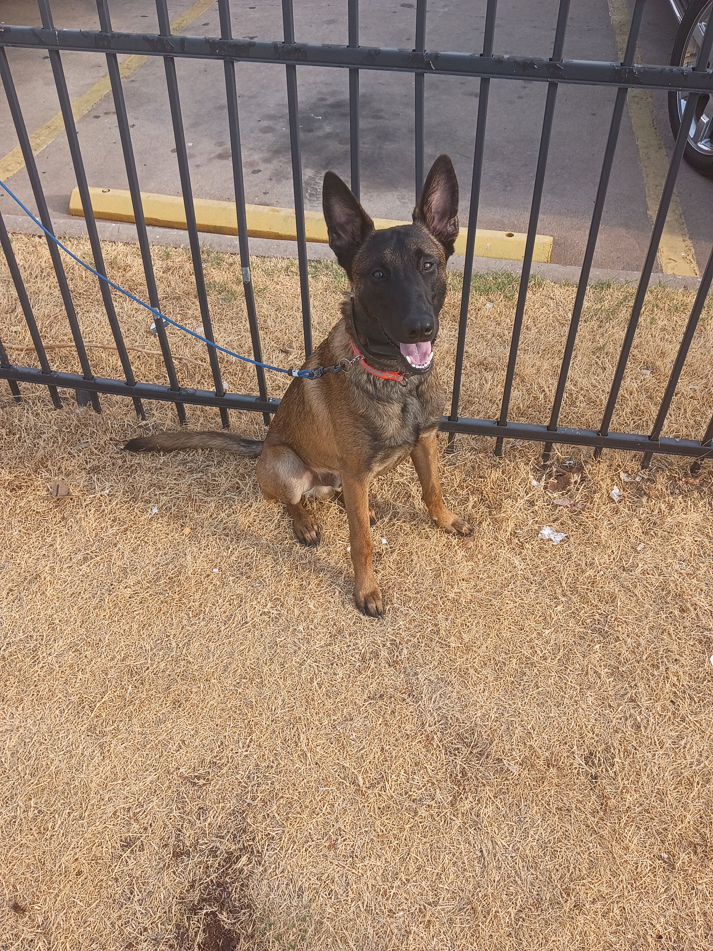 Train Belgian Malinois Puppy image 1