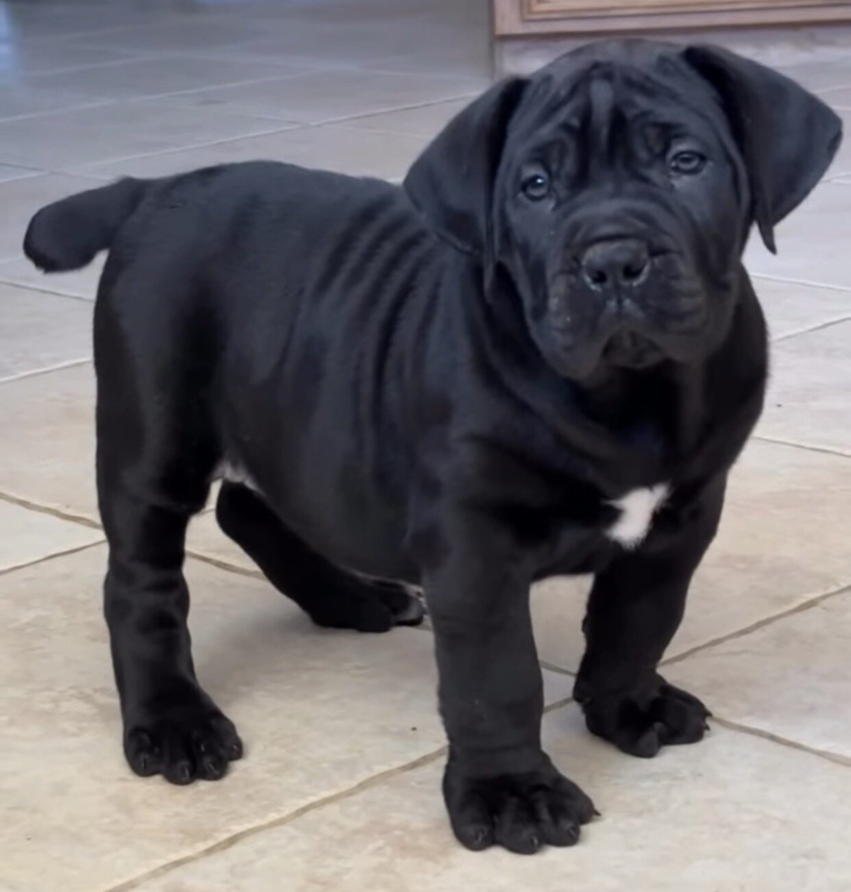 Pure Breed Boerboel puppies for Sale image 4