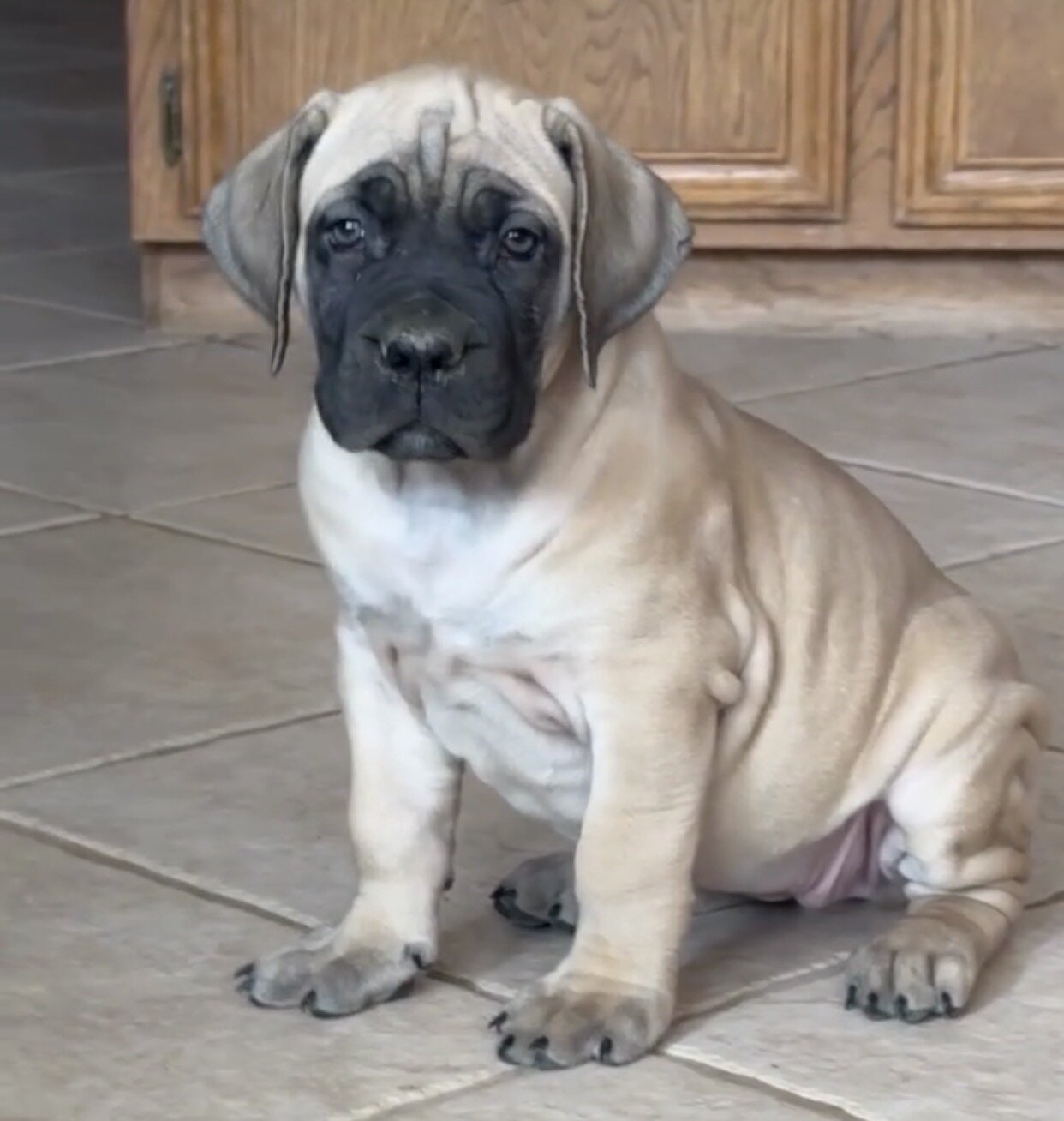 Pure Breed Boerboel puppies for Sale image 5