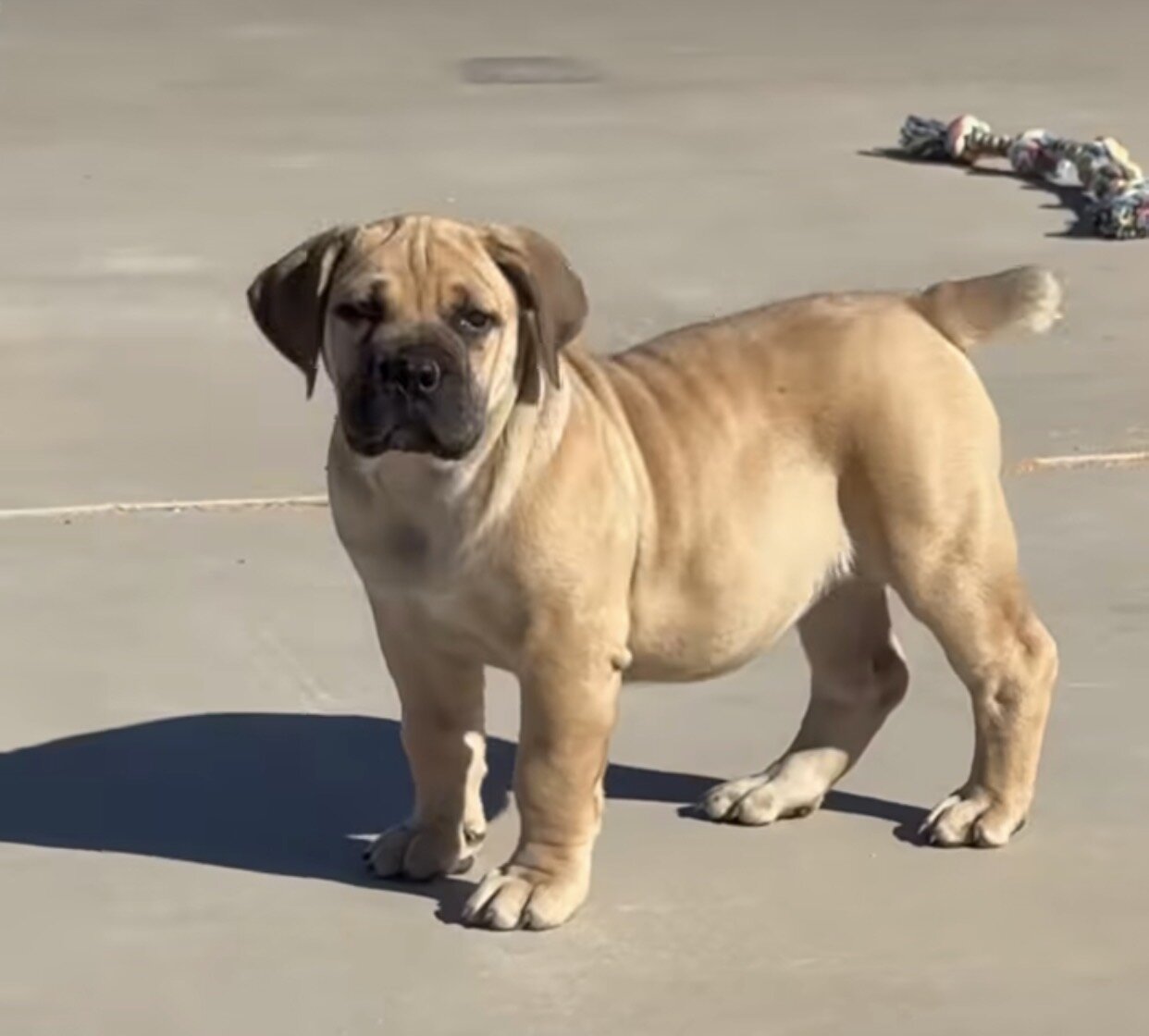 Pure Breed Boerboel puppies for Sale image 3