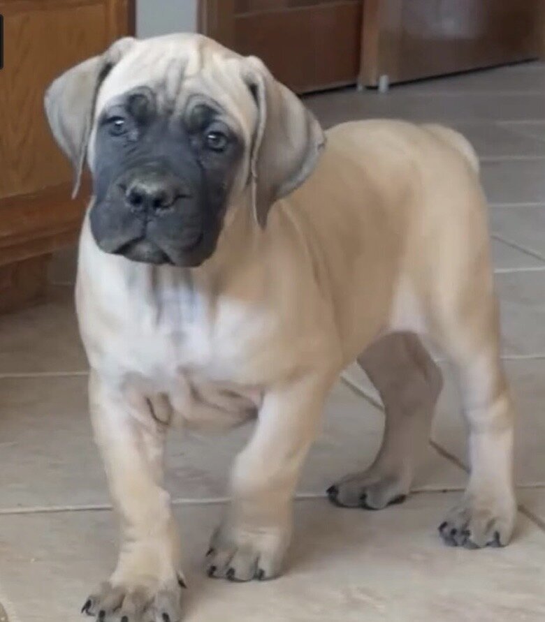 Pure Breed Boerboel puppies for Sale image 2