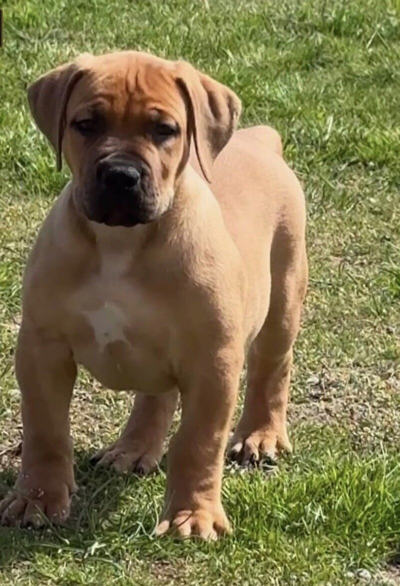 Pure Breed Boerboel puppies for Sale image 1