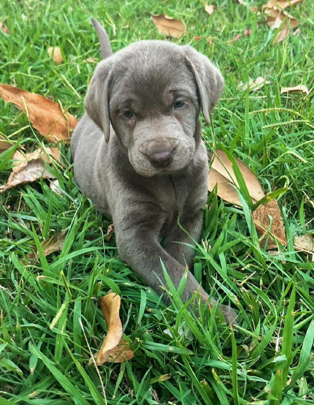 Labrador Retriever Puppies image 3
